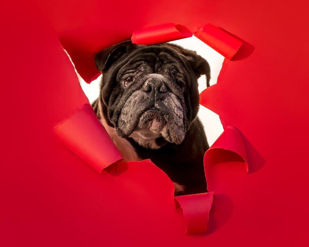 Bull Baby, a Adoptable mixed breed in Plymouth, MI image 3/6