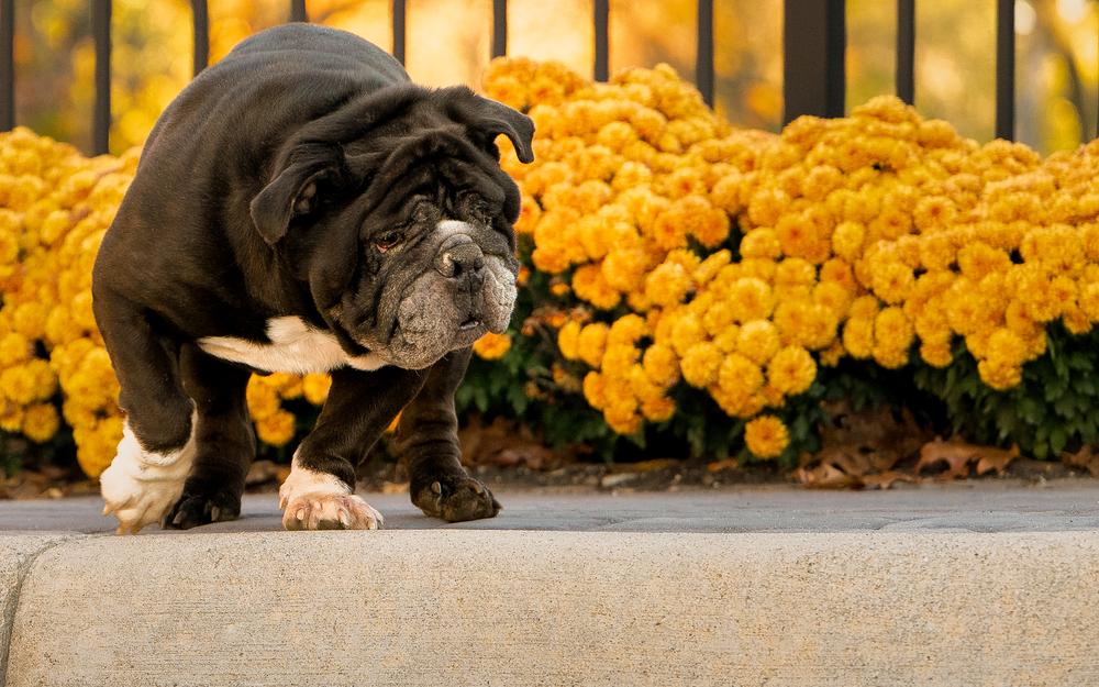 Bull Baby, a Adoptable mixed breed in Plymouth, MI image 4/6
