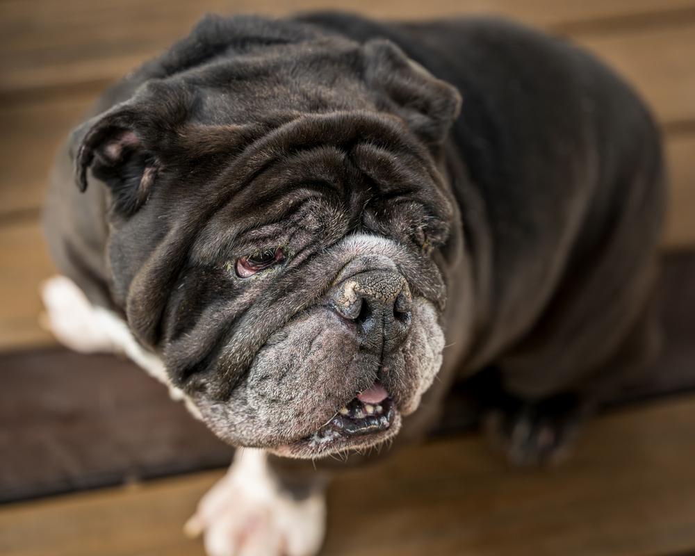 Bull Baby, a Adoptable mixed breed in Plymouth, MI image 5/6