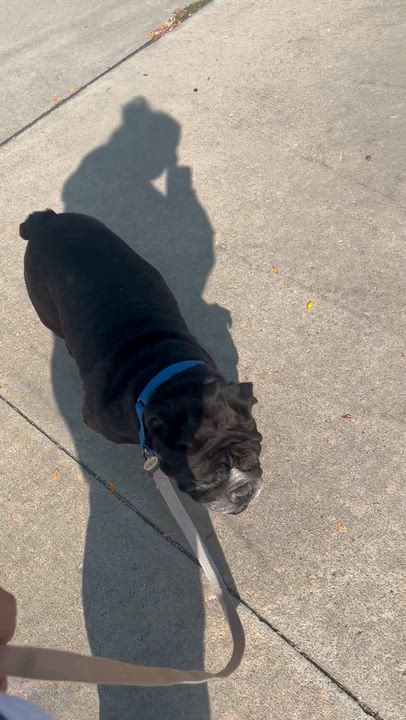 Enlarge Bull Baby, a Adoptable mixed breed in Plymouth, MI video 6/6