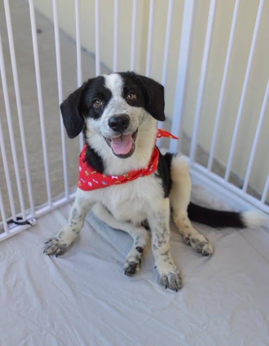 Enlarge Pitter, a Adoptable Mixed Breed in McKinney, TX image 1/1