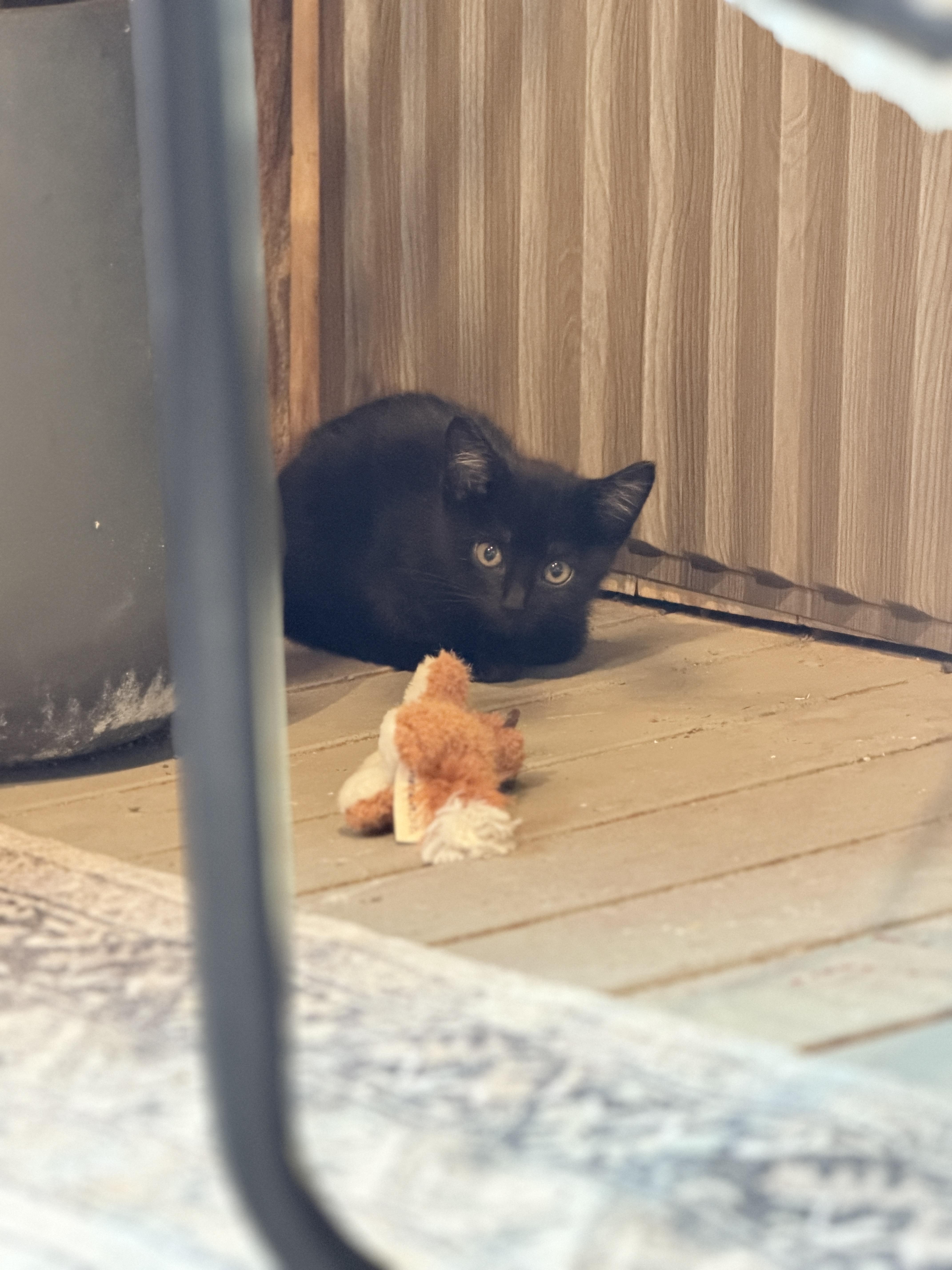 Enlarge Orion, a Adoptable Domestic Short Hair in Athens, OH image 2/3