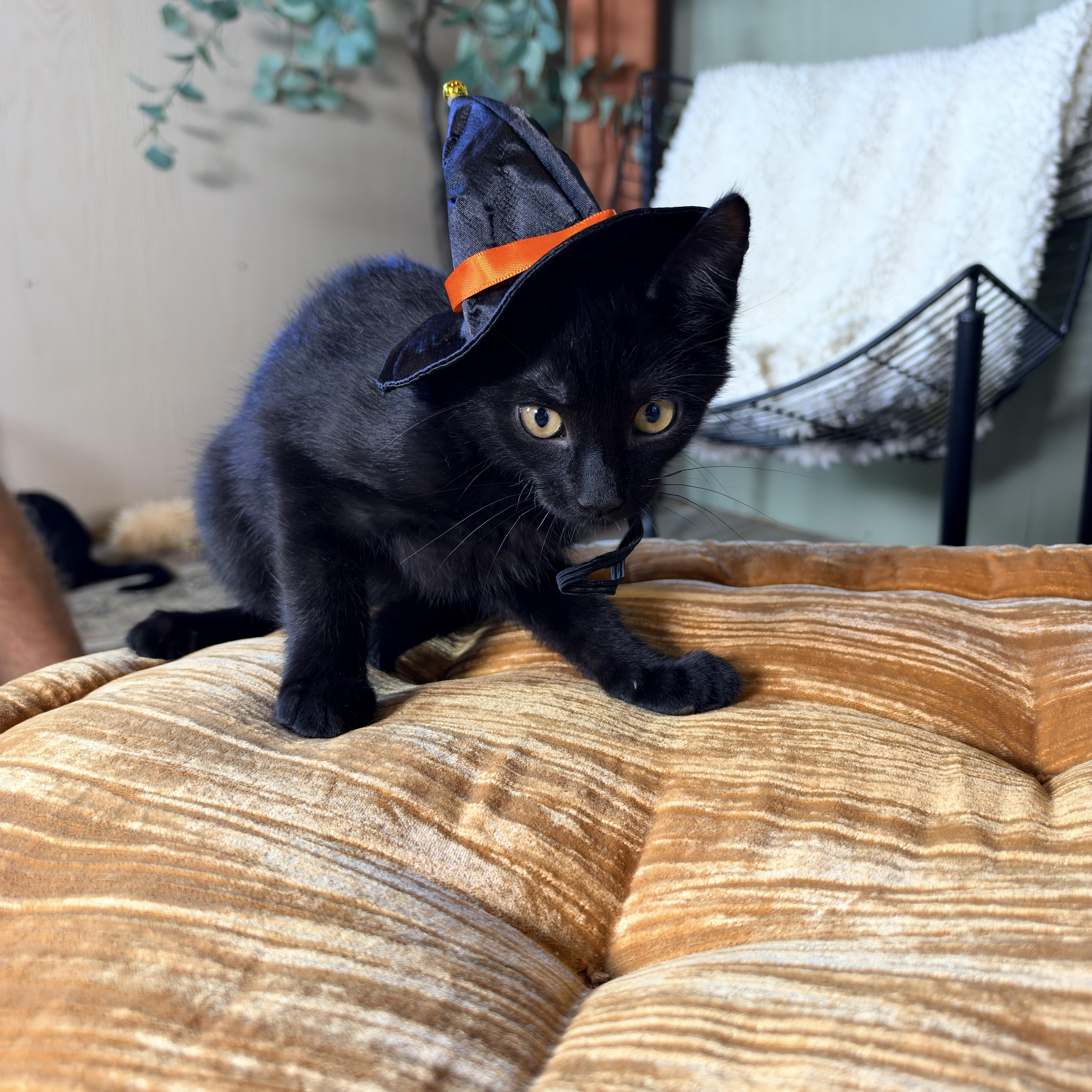 Enlarge Orion, a Adoptable Domestic Short Hair in Athens, OH image 1/3