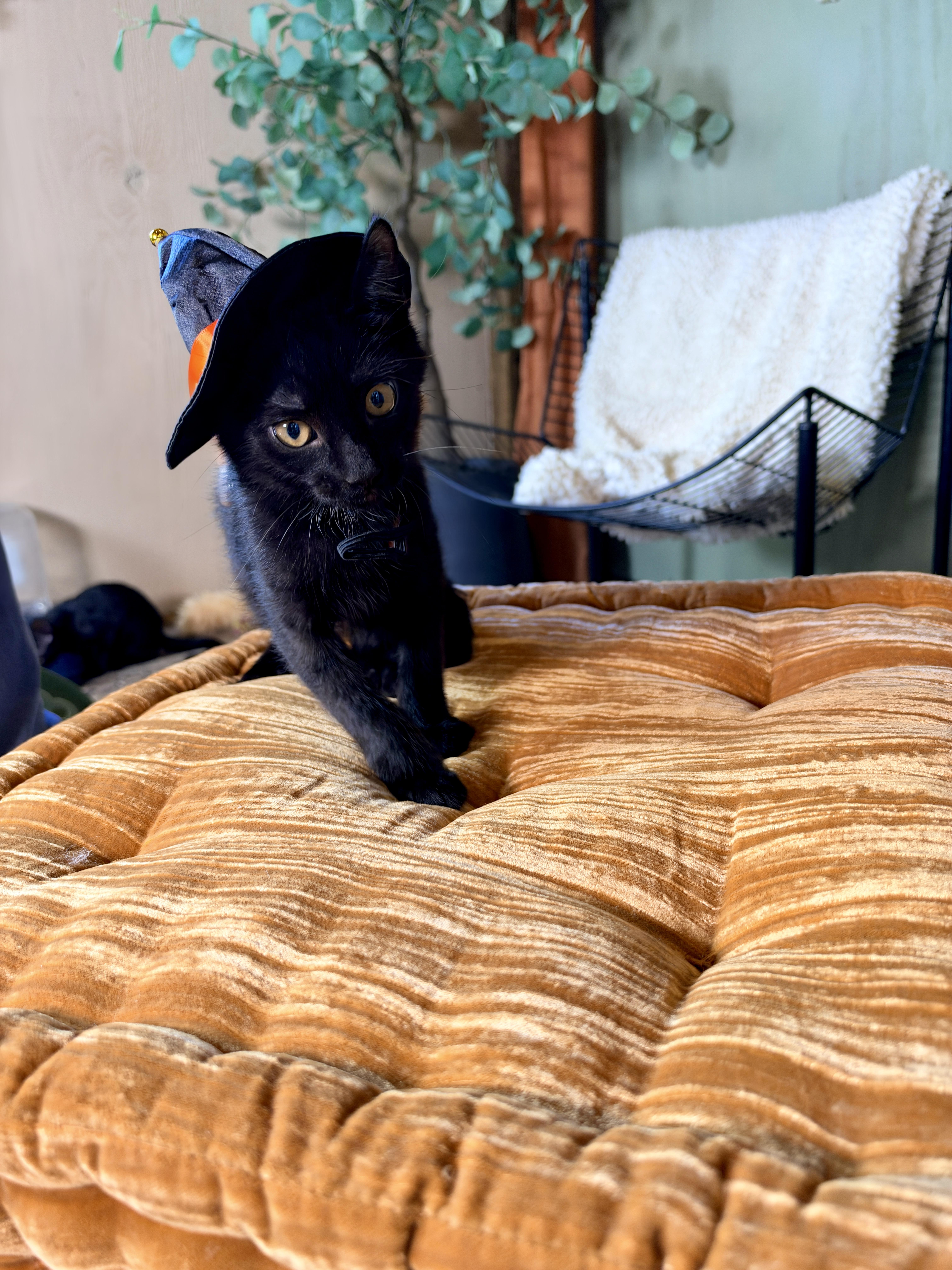 Enlarge Orion, a Adoptable Domestic Short Hair in Athens, OH image 3/3
