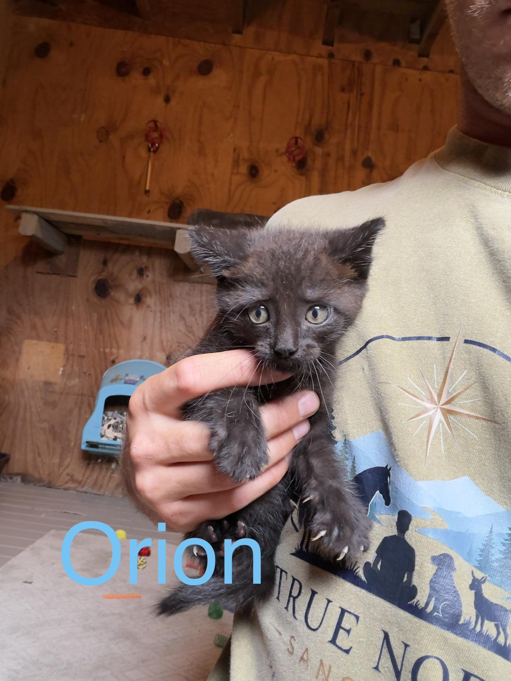 Orion, Adoptable, Kitten Male Domestic Short Hair.