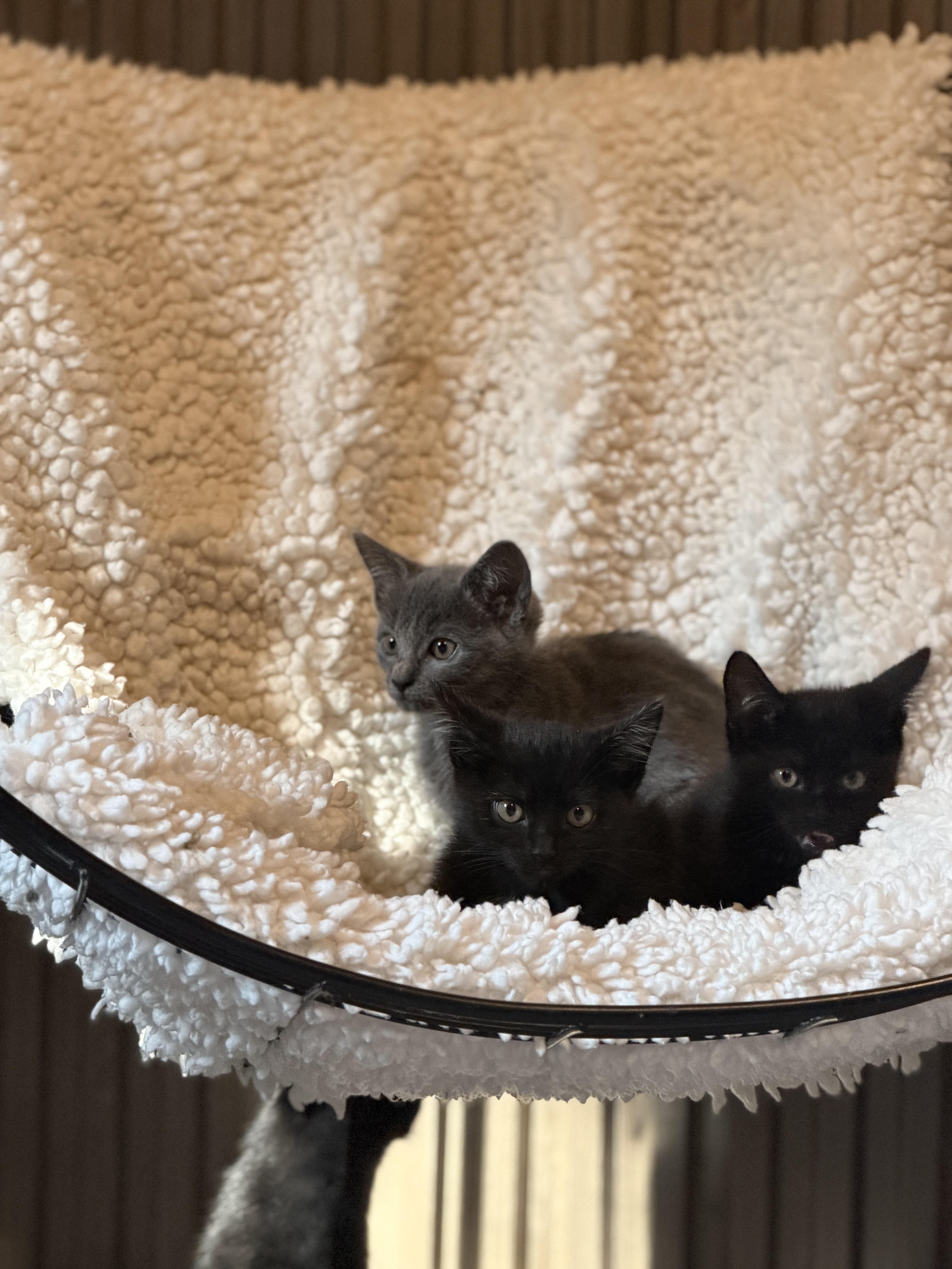 Enlarge Orion, a Adoptable Domestic Short Hair in Athens, OH image 3/3