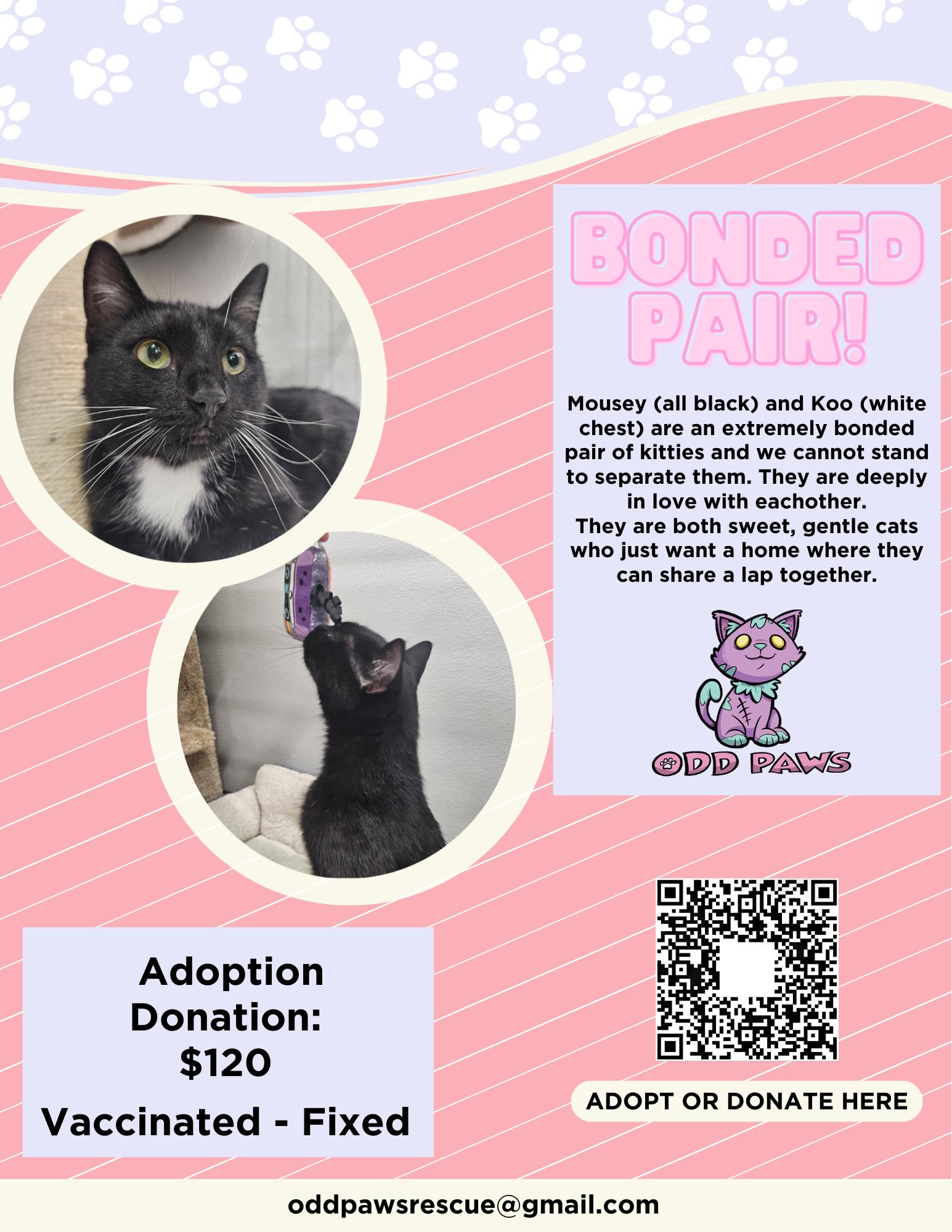 Mousey & Koo - Bonded Pair, ADOPTABLE, Adult Female American Shorthair.