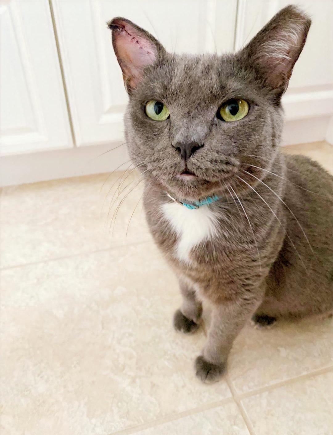 Enlarge Blue Marlin and Blue Fish (Perch enjoys FURR’s Sanctuary), a Adoptable mixed breed in Hampstead, NC image 1/5