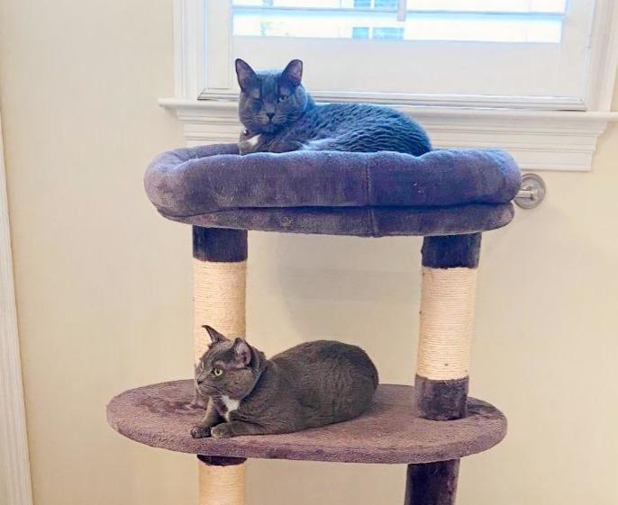 Blue Marlin and Blue Fish (Perch enjoys FURR’s Sanctuary), an adoptable Russian Blue in Hampstead, NC, 28443 | Photo Image 2