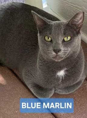 Blue Marlin , adoptable, Adult Male Russian Blue.