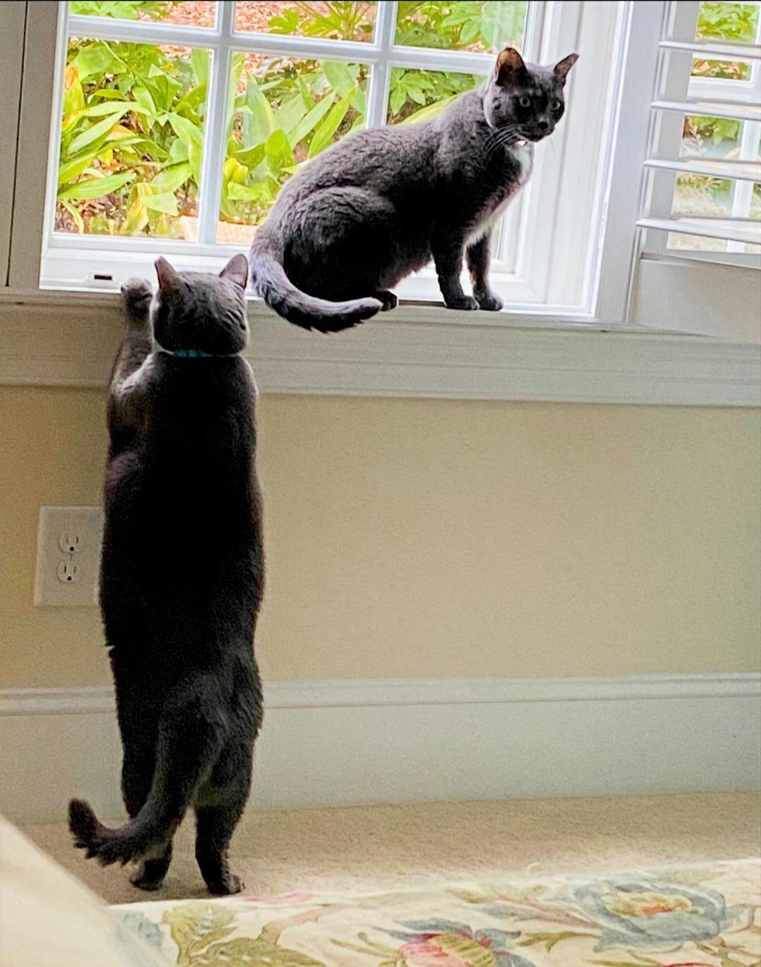 Blue Marlin and Blue Fish (Perch enjoys FURR’s Sanctuary), an adoptable Russian Blue in Hampstead, NC, 28443 | Photo Image 4