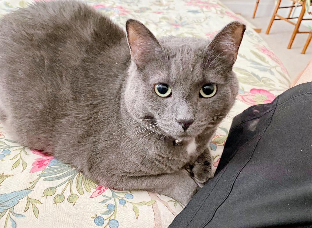 Blue Marlin and Blue Fish (Perch enjoys FURR’s Sanctuary), an adoptable Russian Blue in Hampstead, NC, 28443 | Photo Image 3