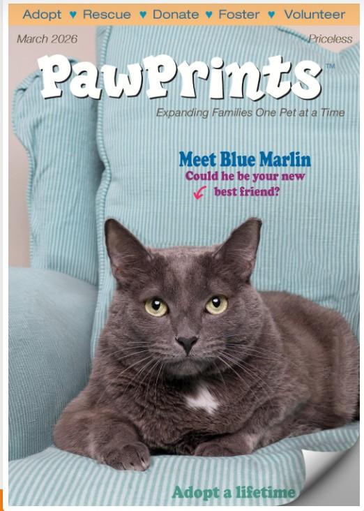 Blue Marlin , adoptable, Adult Male Russian Blue.