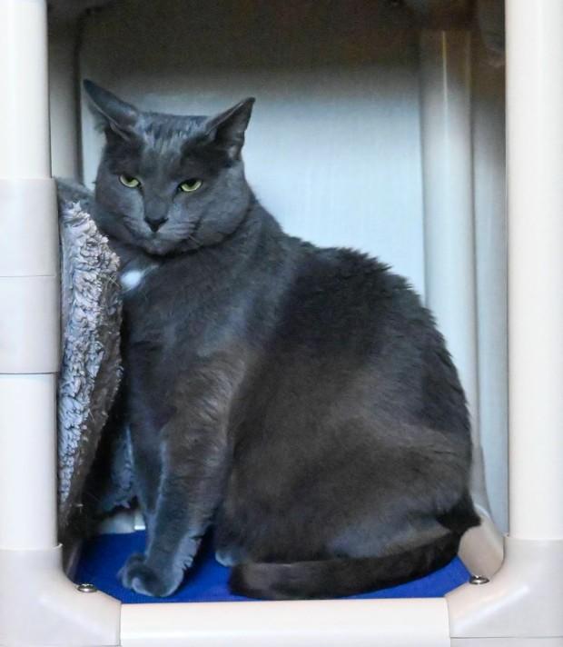 Enlarge Blue Marlin and Blue Fish (Perch enjoys FURR’s Sanctuary), a Adoptable mixed breed in Hampstead, NC image 5/5