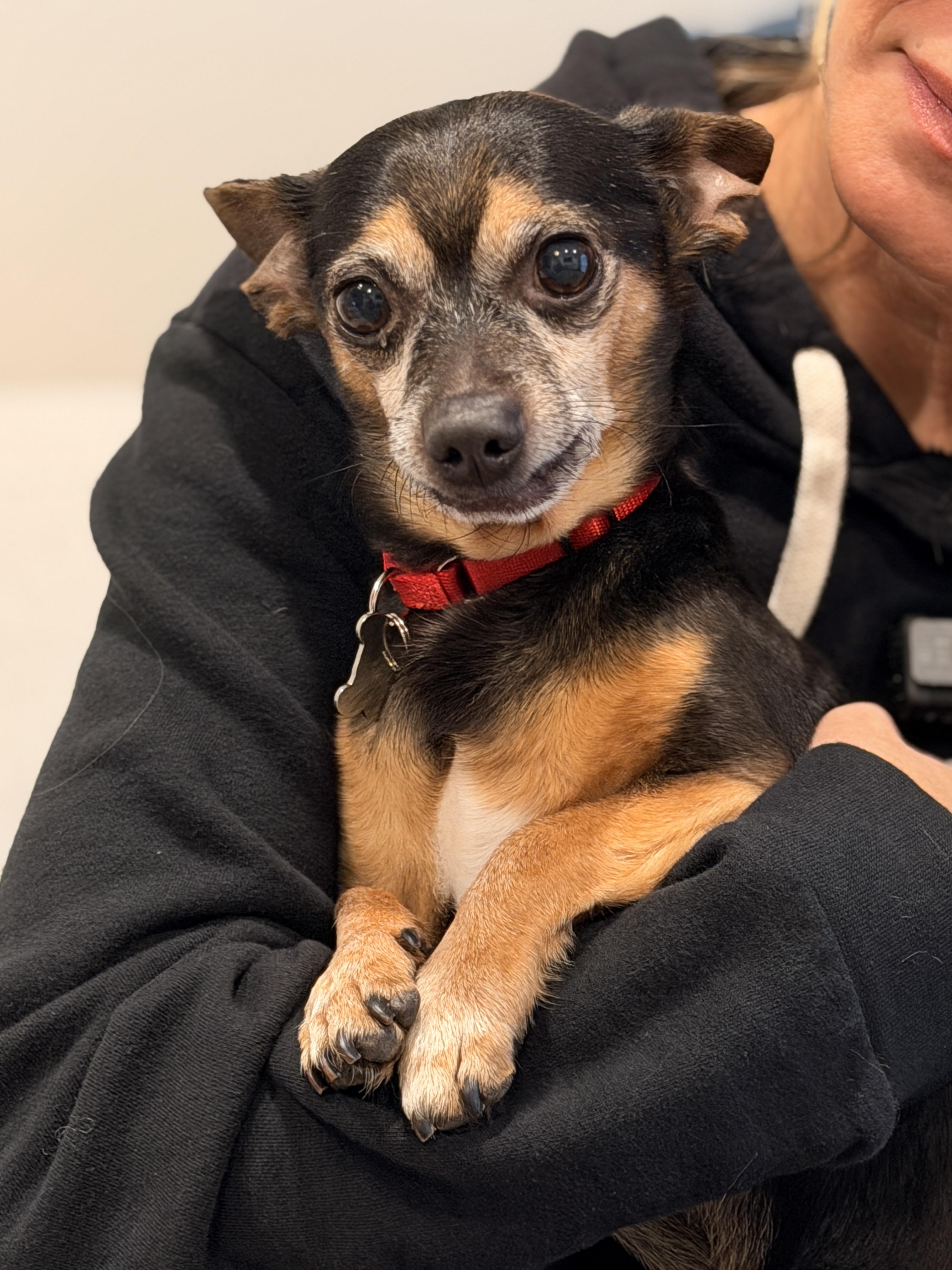 Enlarge Matito, a ADOPTABLE Chihuahua in Thornwood, NY image 4/6