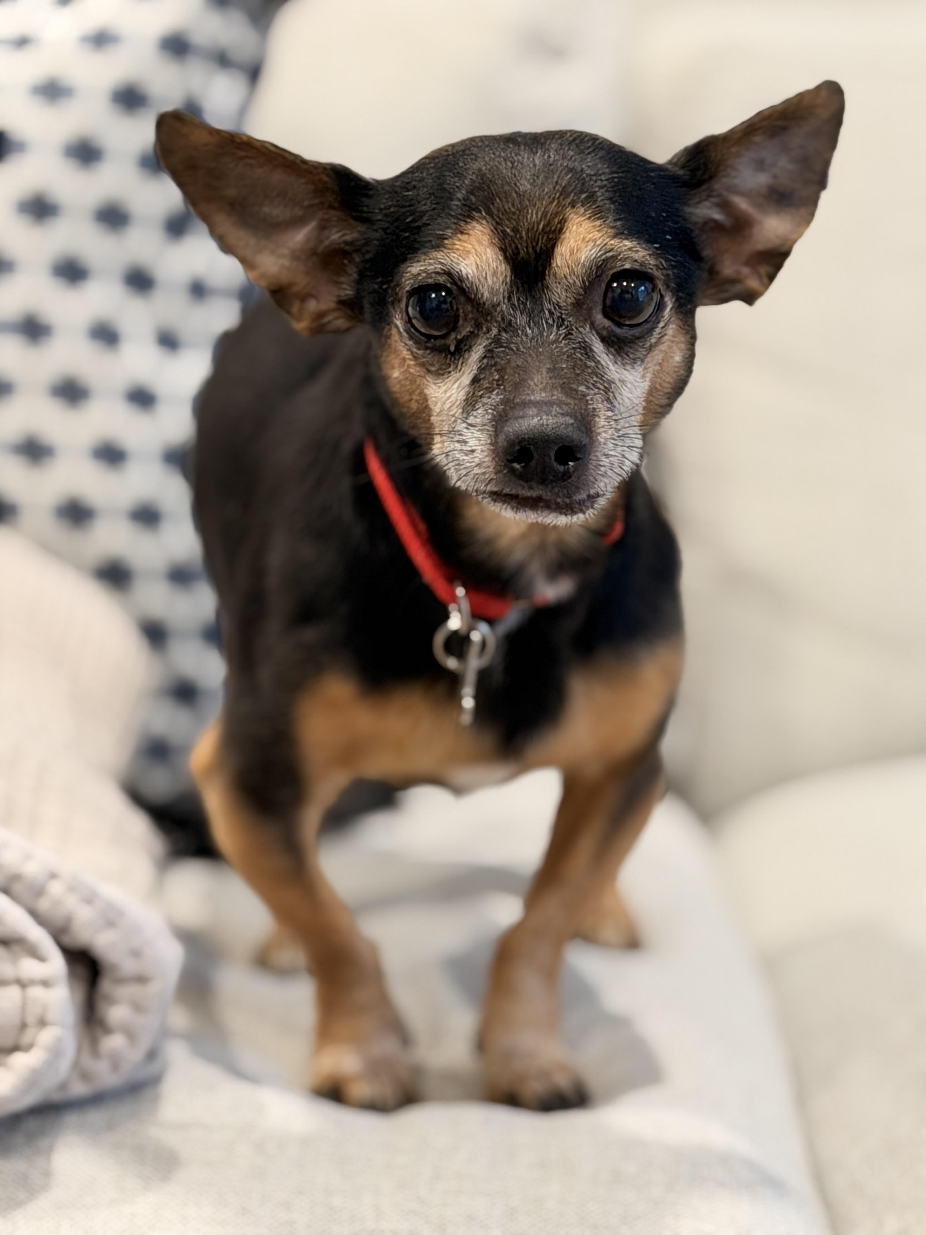 Enlarge Matito, a ADOPTABLE Chihuahua in Thornwood, NY image 1/6