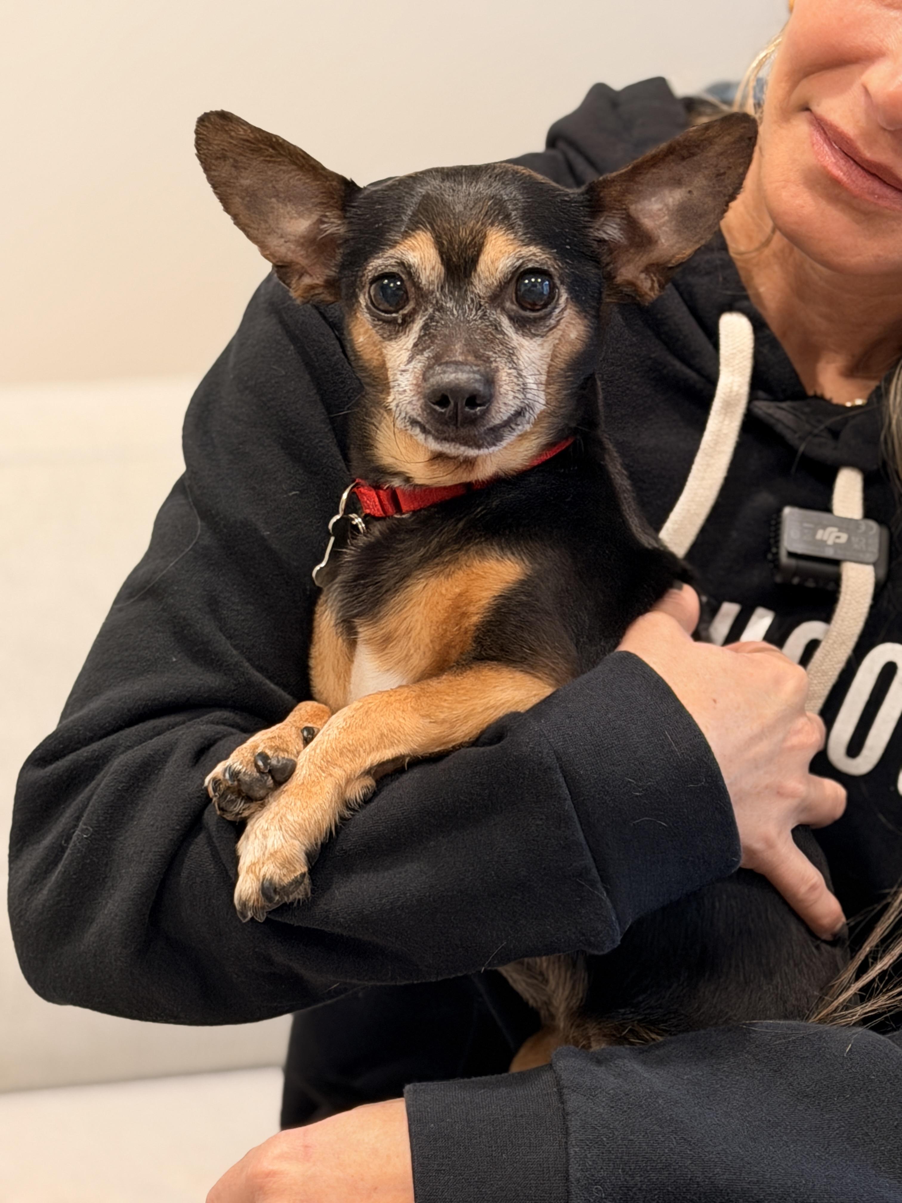 Enlarge Matito, a ADOPTABLE Chihuahua in Thornwood, NY image 6/6