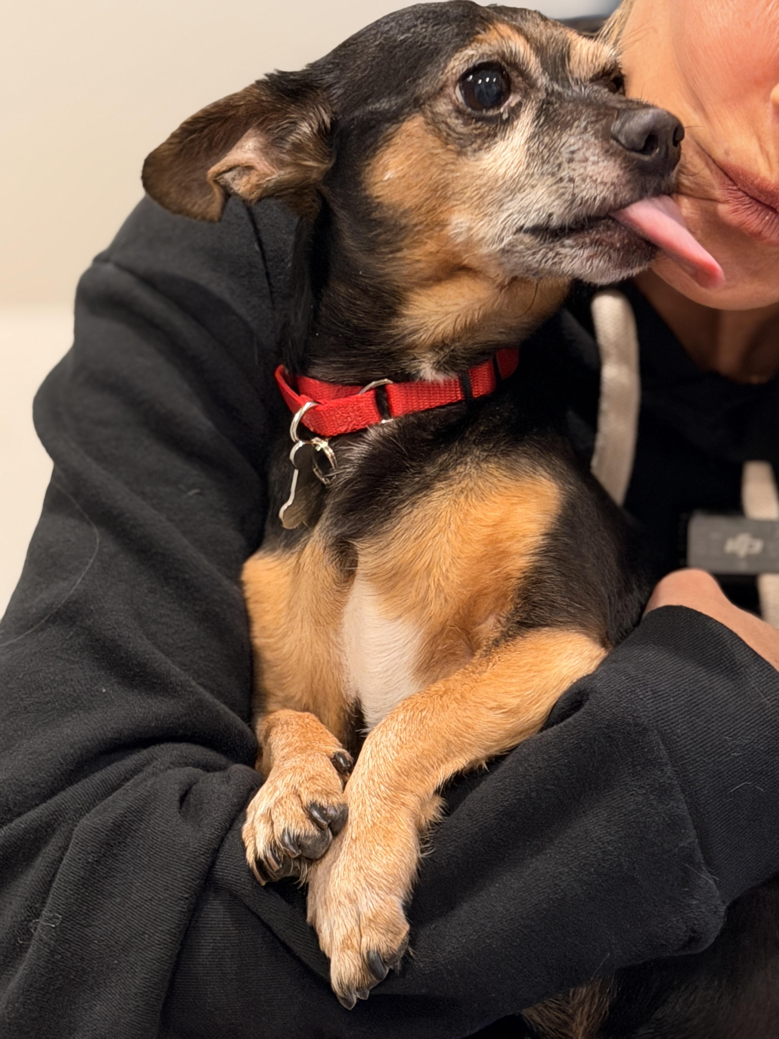 Enlarge Matito, a ADOPTABLE Chihuahua in Thornwood, NY image 2/6