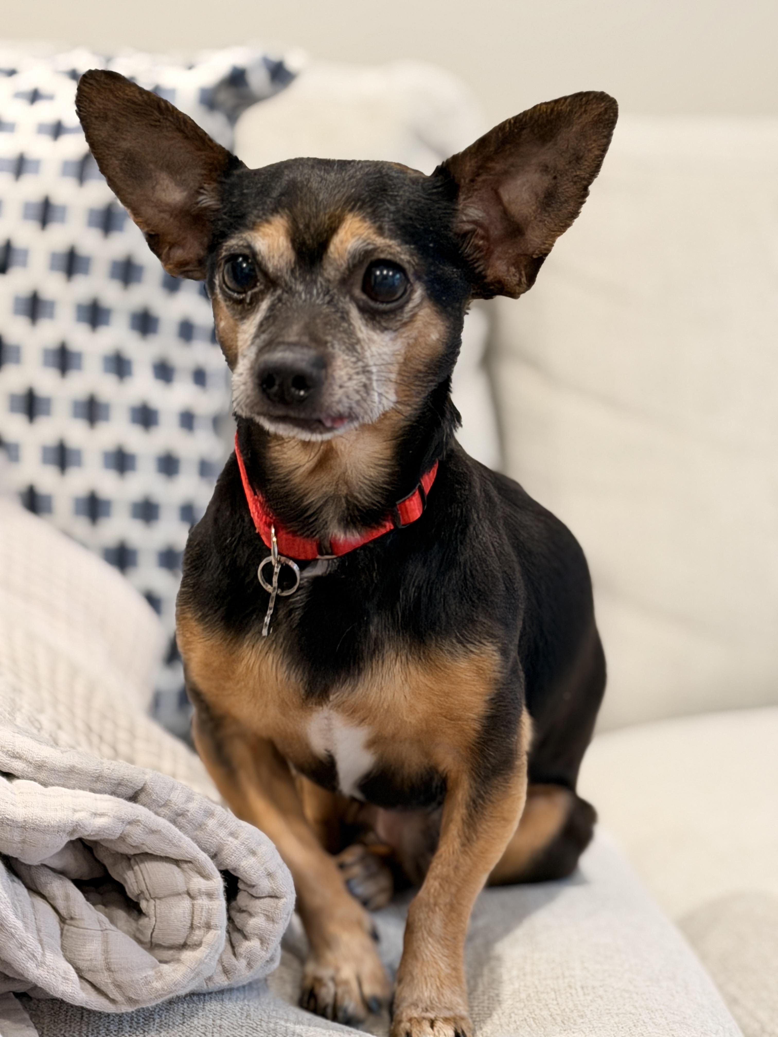 Enlarge Matito, a ADOPTABLE Chihuahua in Thornwood, NY image 3/6