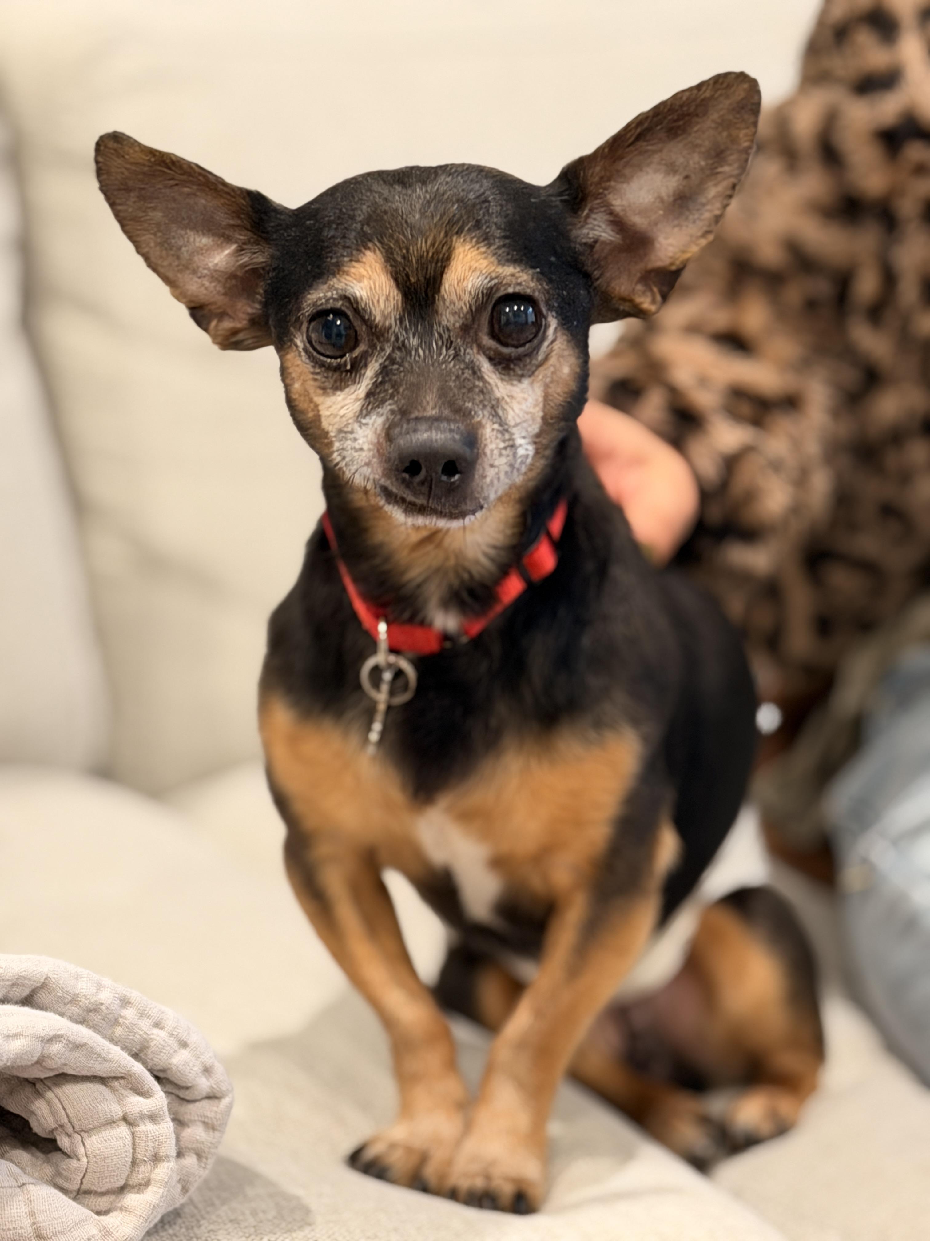 Enlarge Matito, a ADOPTABLE Chihuahua in Thornwood, NY image 5/6