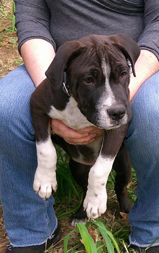 Enlarge Tugboat, a ADOPTABLE mixed breed in Olympia, WA image 5/6
