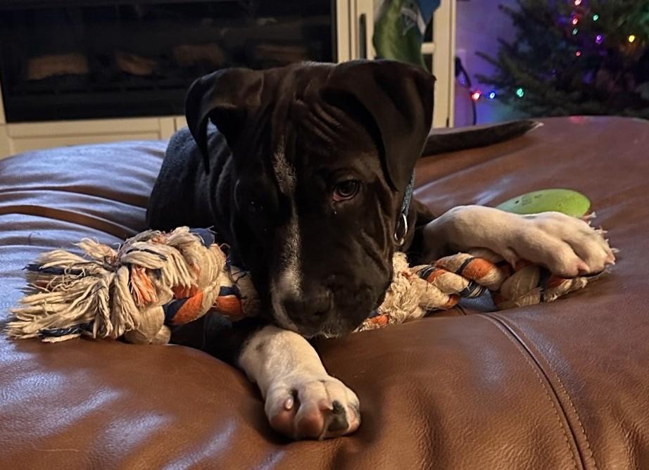 Tugboat, ADOPTABLE, Puppy Male Shar-Pei.