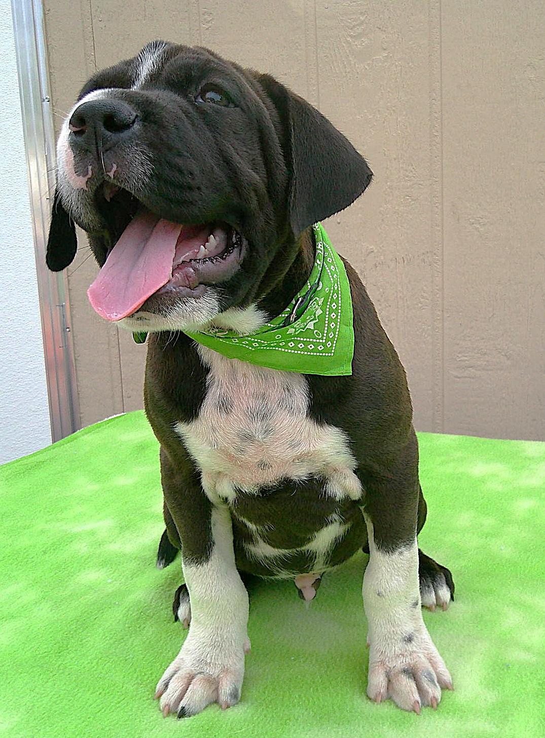 Enlarge Tugboat, a ADOPTABLE mixed breed in Olympia, WA image 3/6