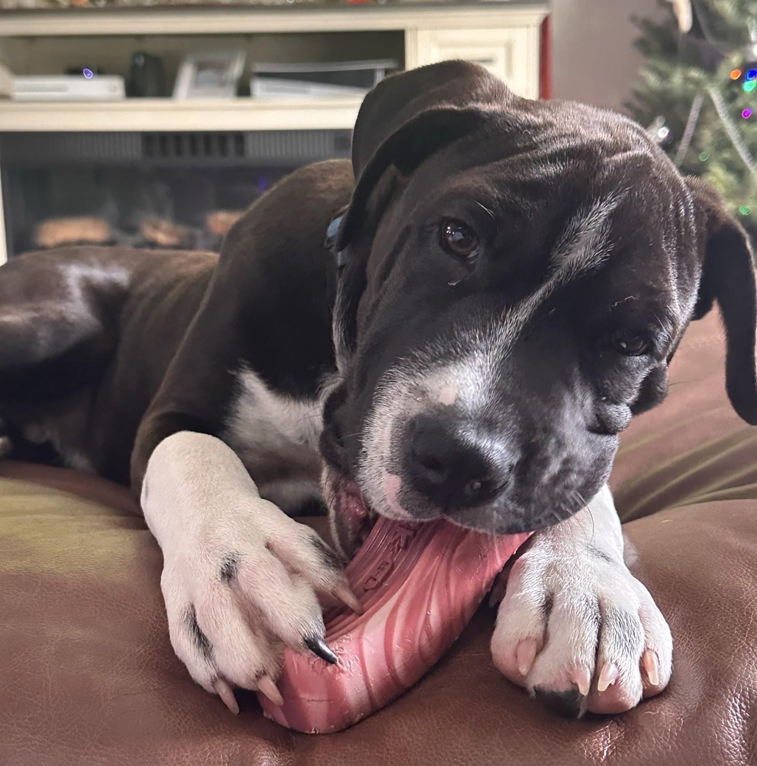 Tugboat, ADOPTABLE, Puppy Male Shar-Pei.