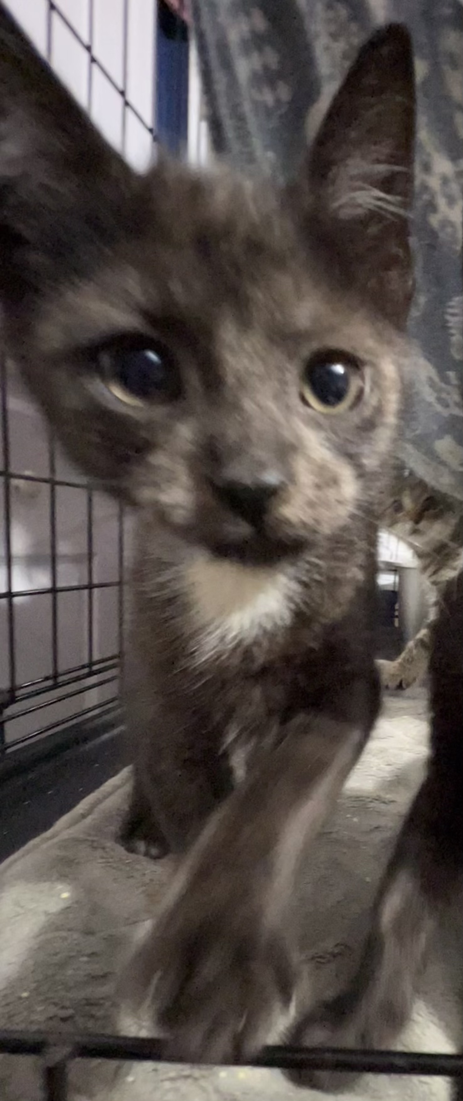 Archie and Adele, Adoptable, Kitten Male Domestic Short Hair.