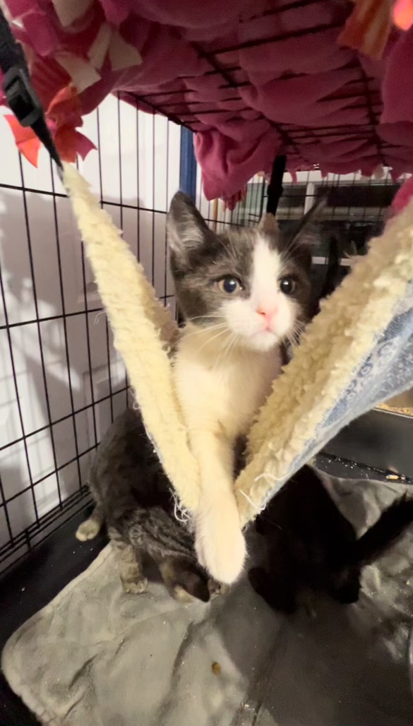 Enlarge Archie and Adele, a Adoptable Domestic Short Hair image 2/2