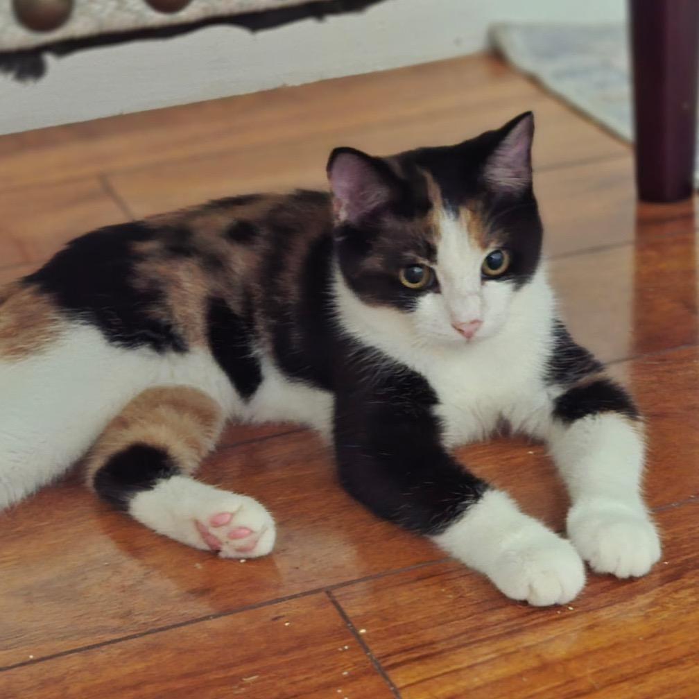 Light, Adoptable, Kitten Female Domestic Short Hair.