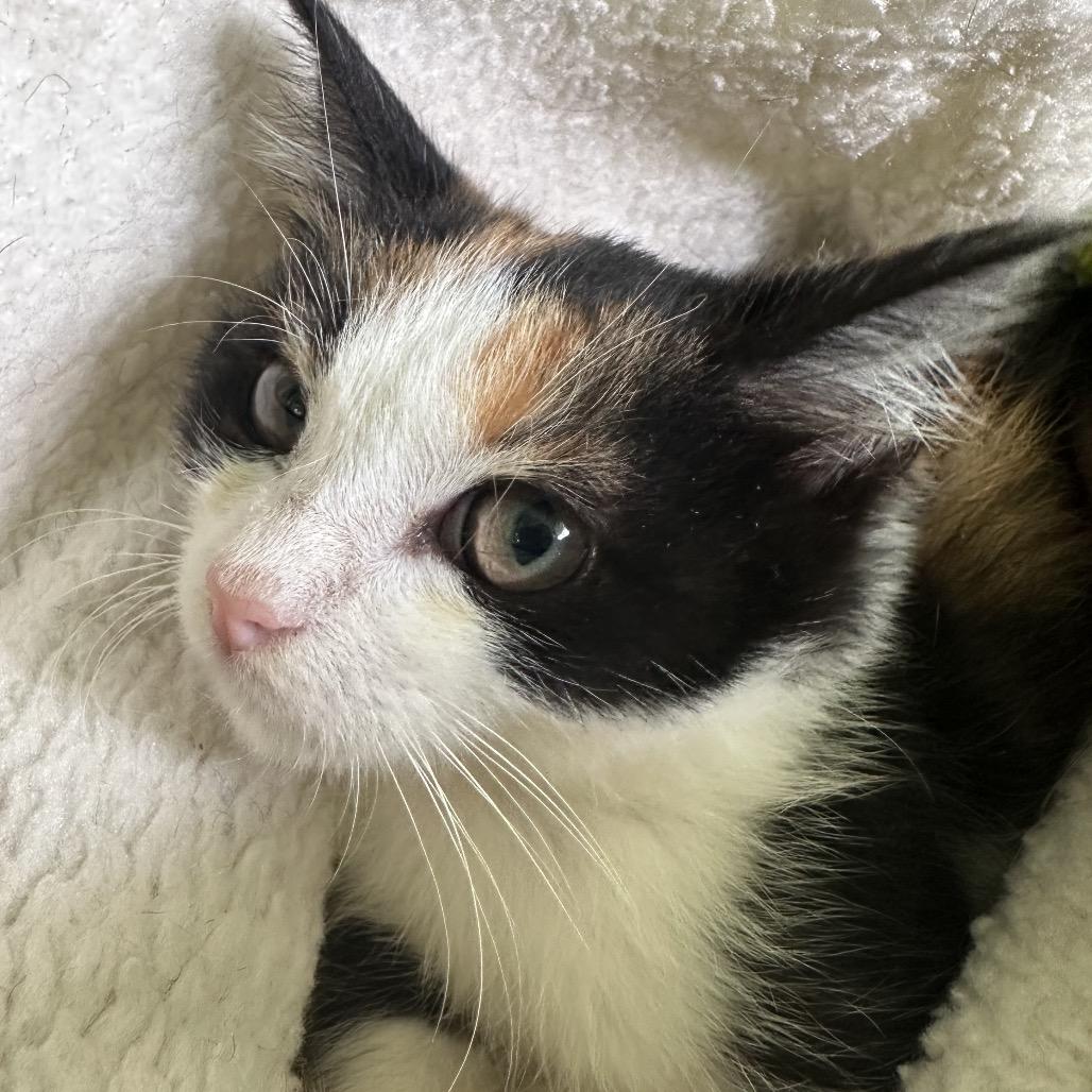 Light, a Adoptable Domestic Short Hair in Pahoa, HI image 2/6