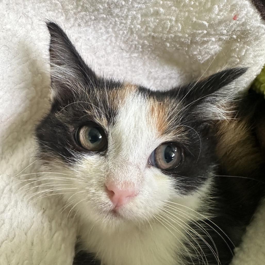 Light, a Adoptable Domestic Short Hair in Pahoa, HI image 4/6