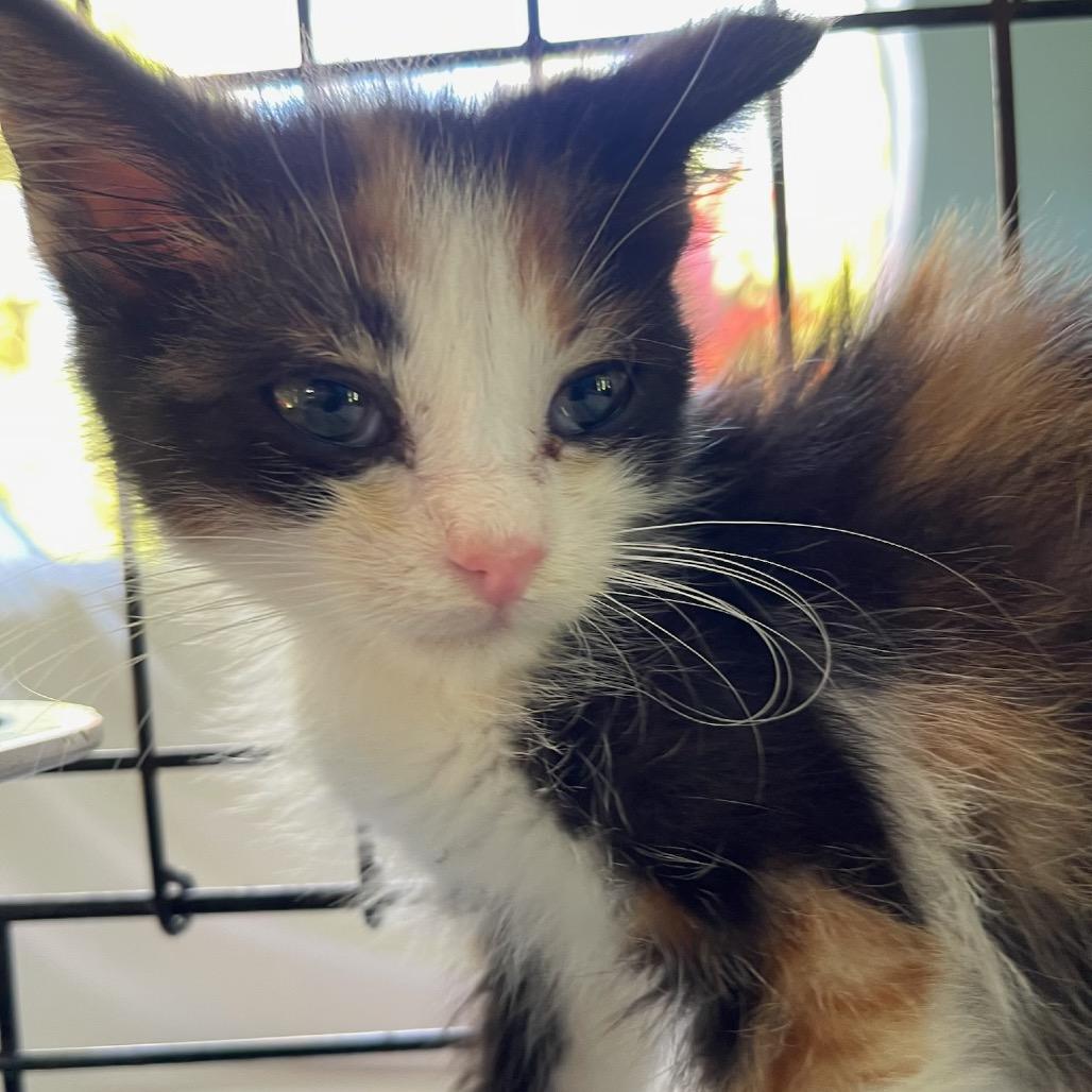 Light, a Adoptable Domestic Short Hair in Pahoa, HI image 6/6
