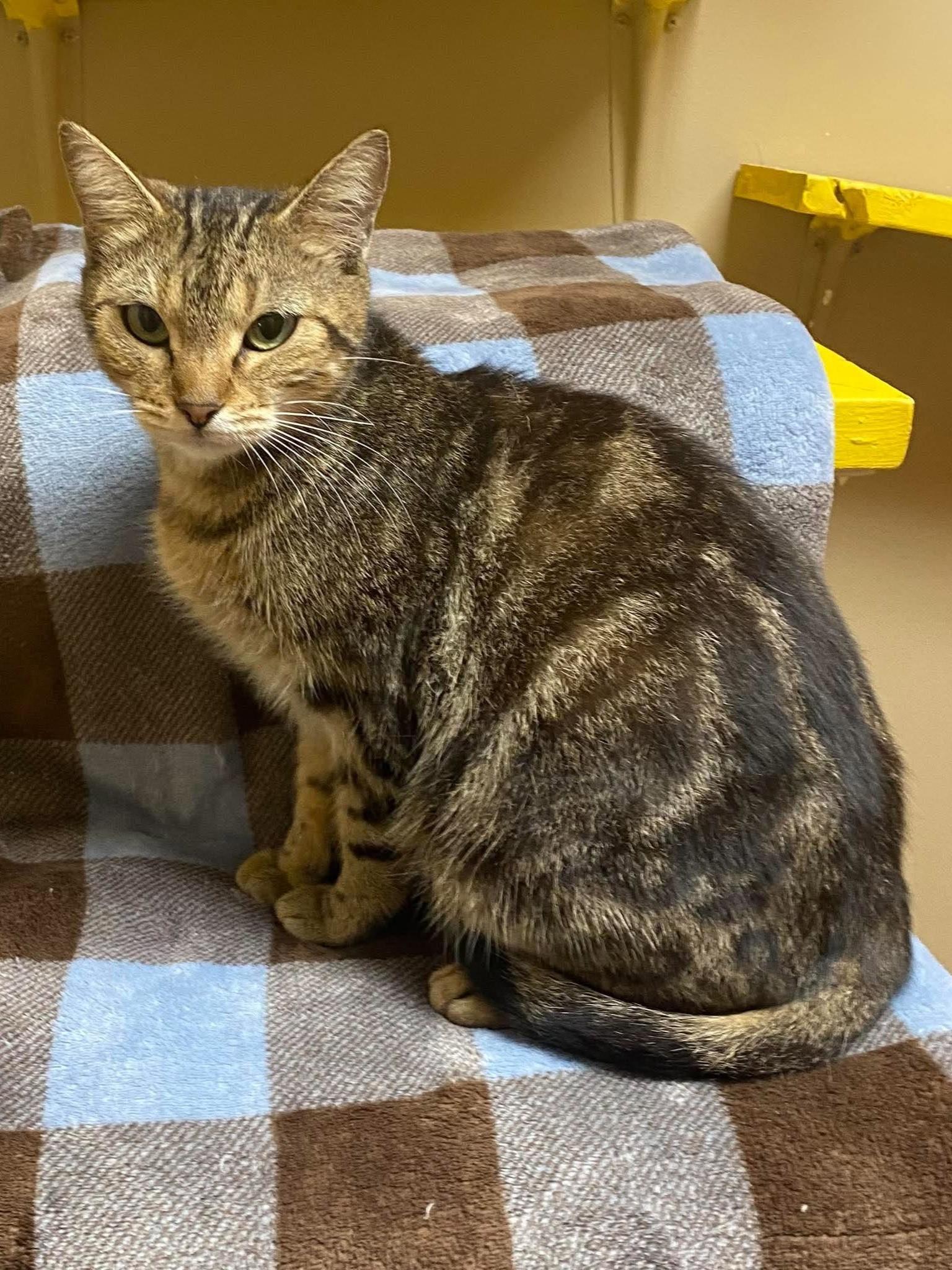Enlarge Matcha, a Adoptable mixed breed in Maryville, MO image 3/3