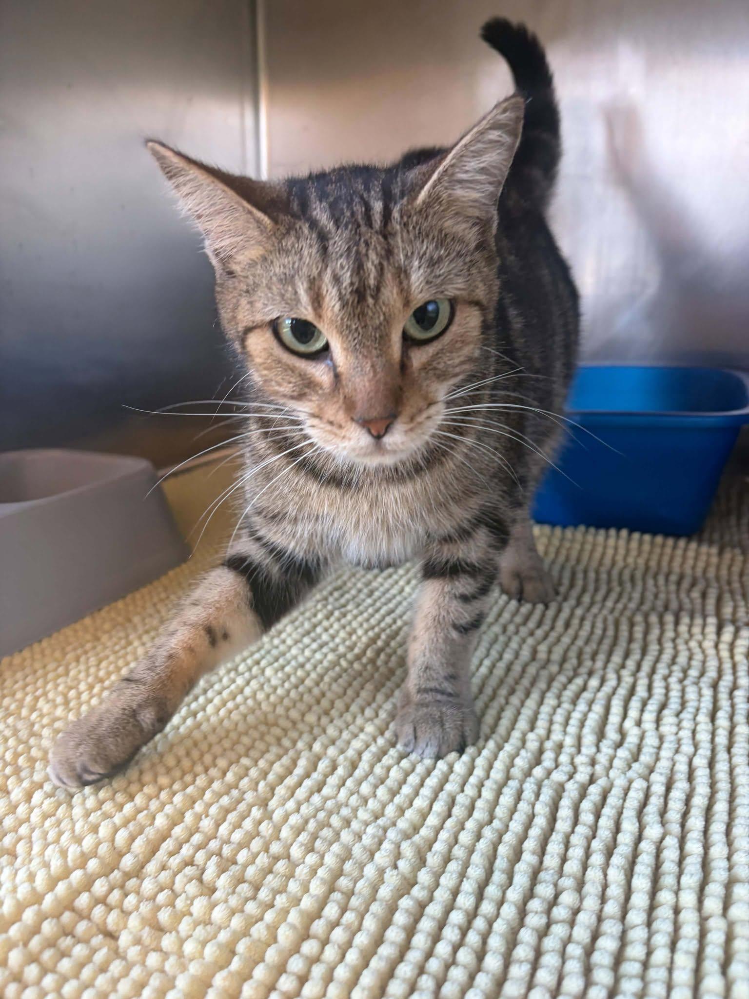Enlarge Matcha, a Adoptable mixed breed in Maryville, MO image 1/3