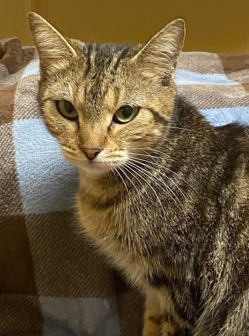 Enlarge Matcha, a Adoptable mixed breed in Maryville, MO image 2/3