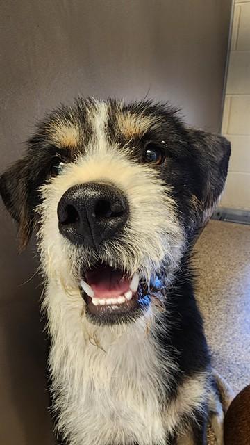COOKIE, Adoptable, Young Male Schnauzer & Mixed Breed.