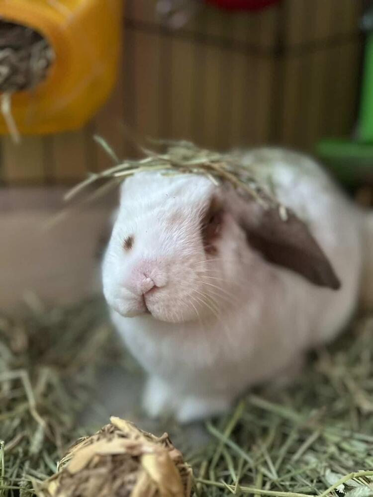 Enlarge Waffle, a Adoptable Lop Eared in Melbourne, FL image 1/6