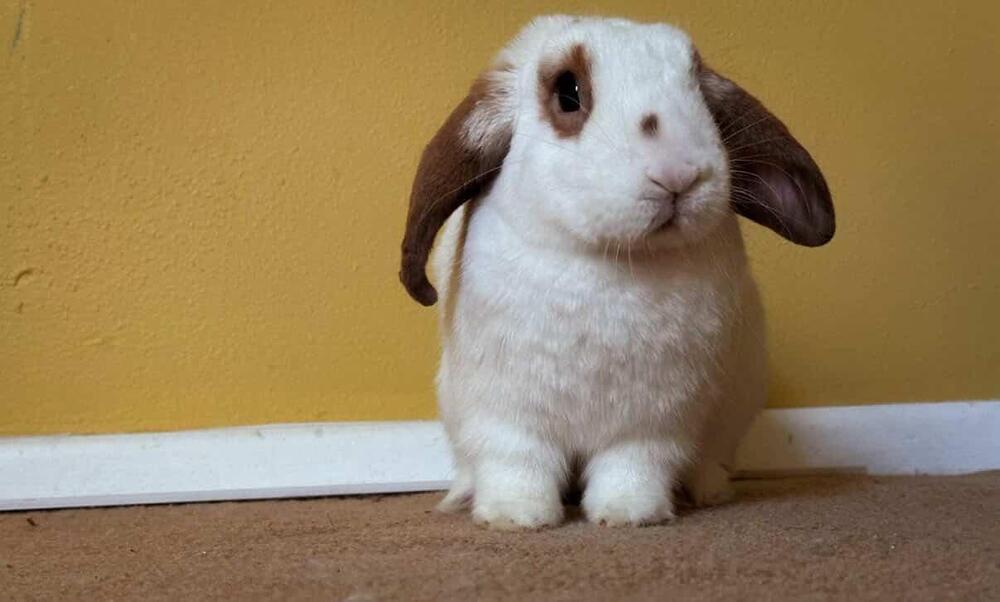 Enlarge Waffle, a Adoptable Lop Eared in Melbourne, FL image 2/6