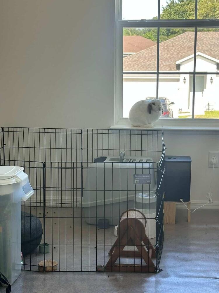 Enlarge Waffle, a Adoptable Lop Eared in Melbourne, FL image 4/6