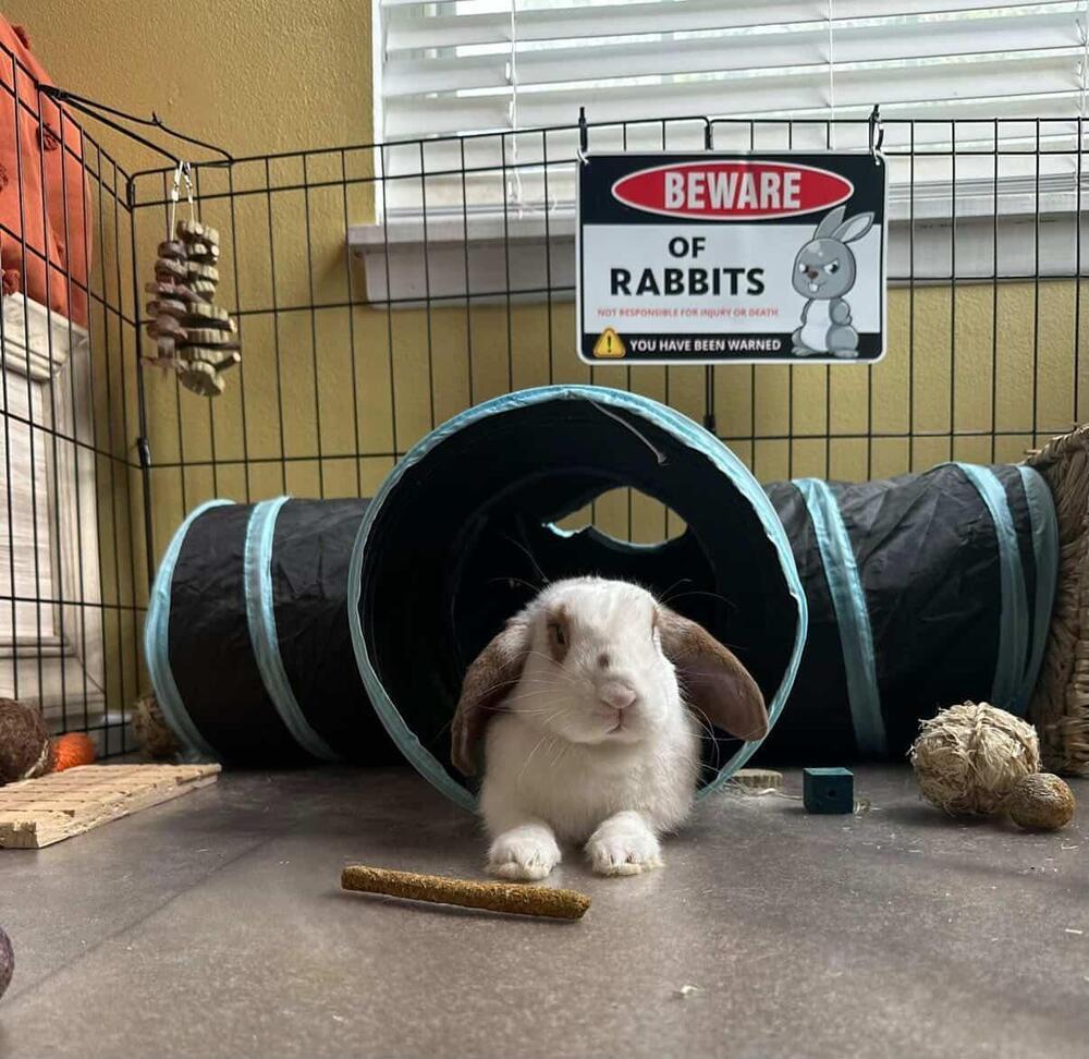 Enlarge Waffle, a Adoptable Lop Eared in Melbourne, FL image 6/6