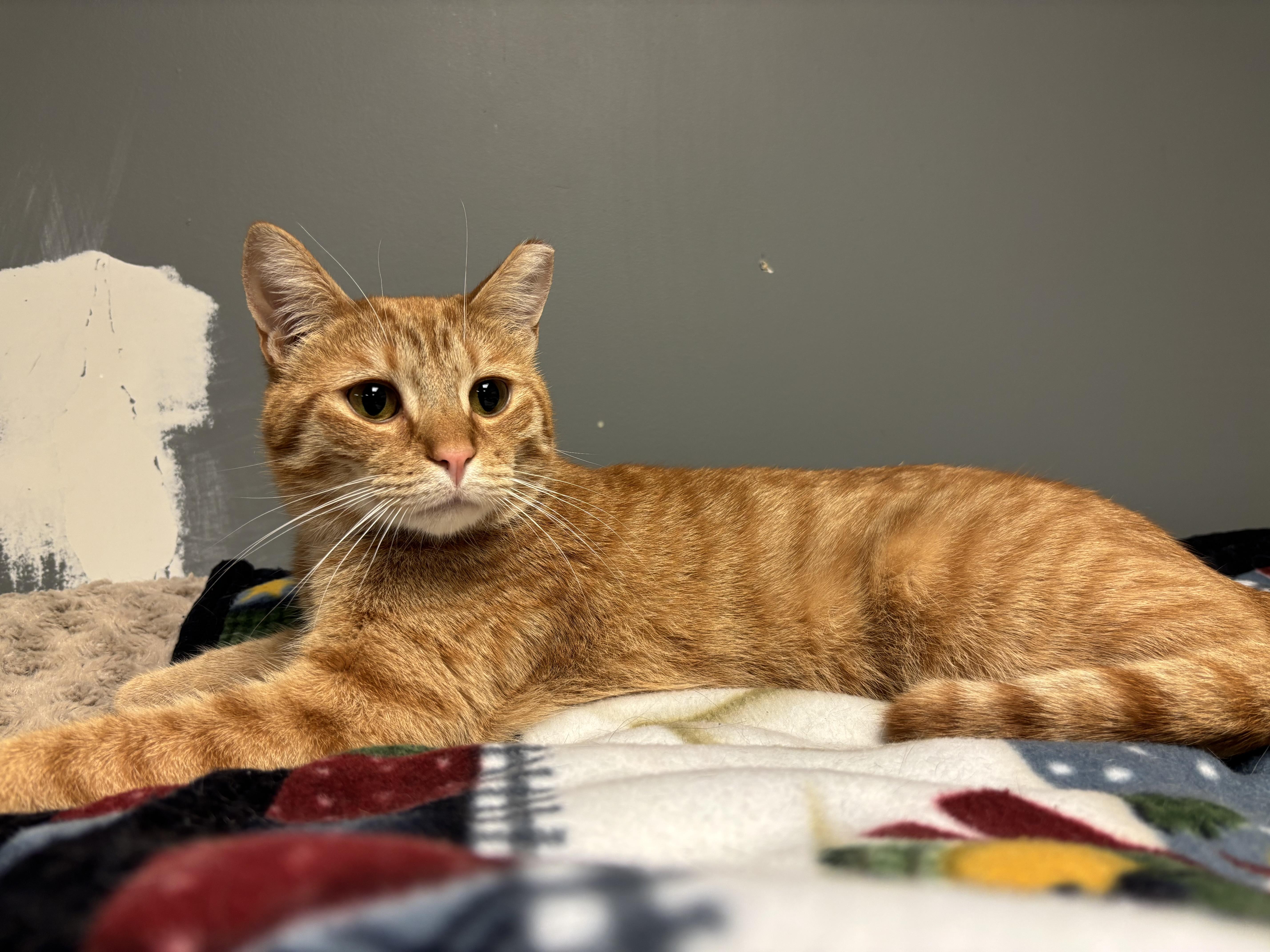 Dan, ADOPTABLE, Adult Male Domestic Short Hair.