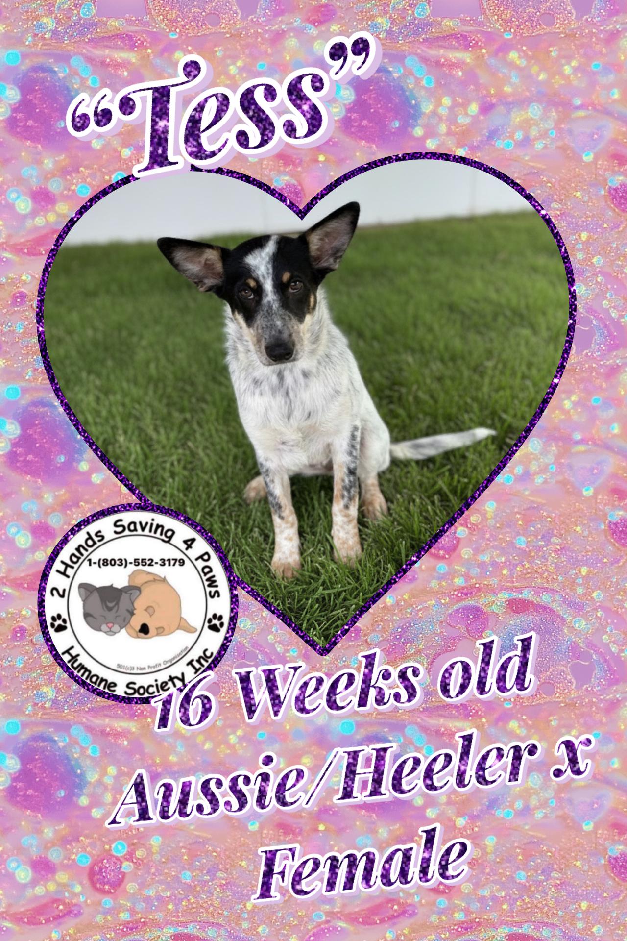 Enlarge Tess, a Adoptable mixed breed in Totowa, NJ image 1/3