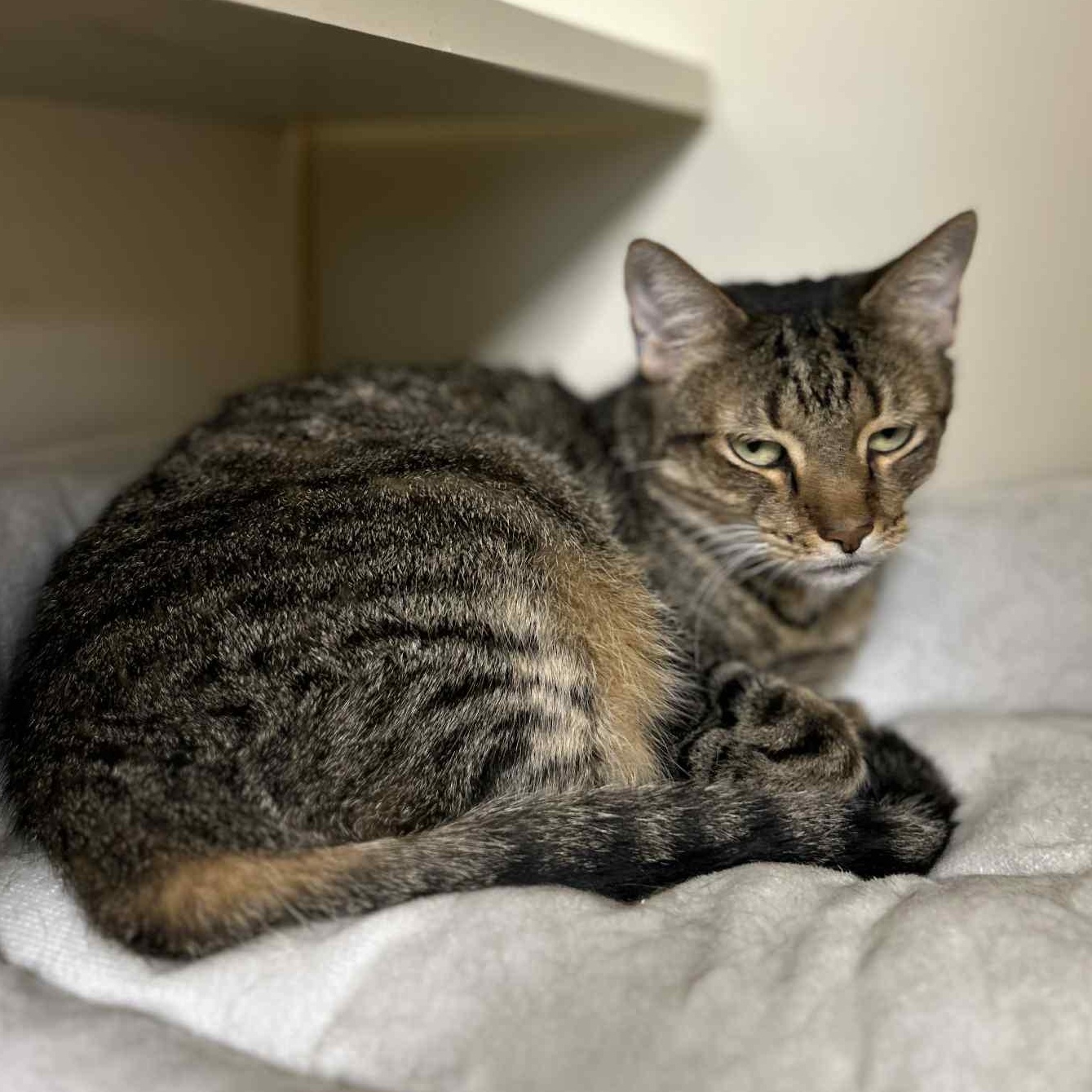 Enlarge Be-Be, an adoptable Domestic Short Hair in Myerstown, PA image 2/3