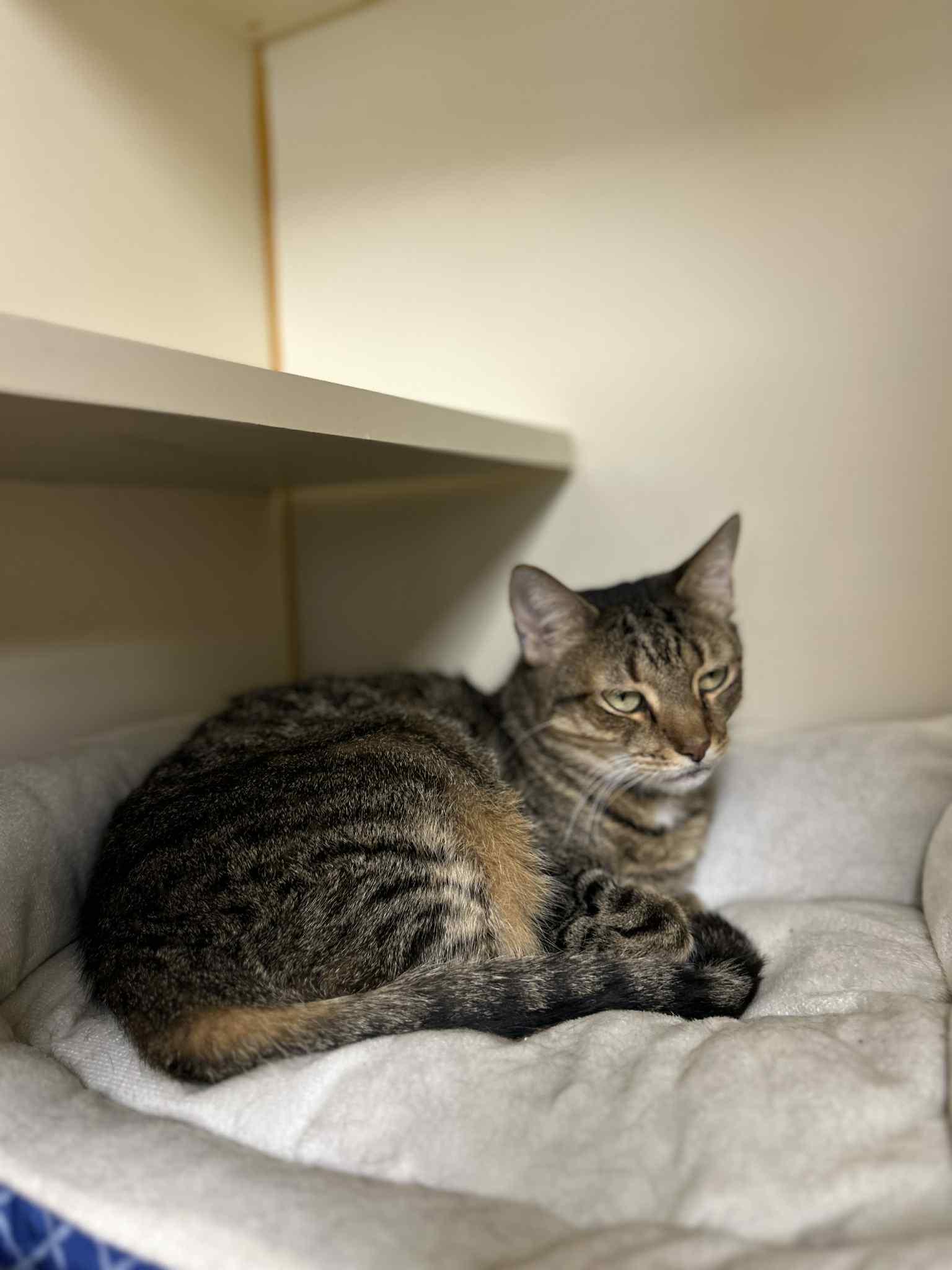 Enlarge Be-Be, an adoptable Domestic Short Hair in Myerstown, PA image 3/3