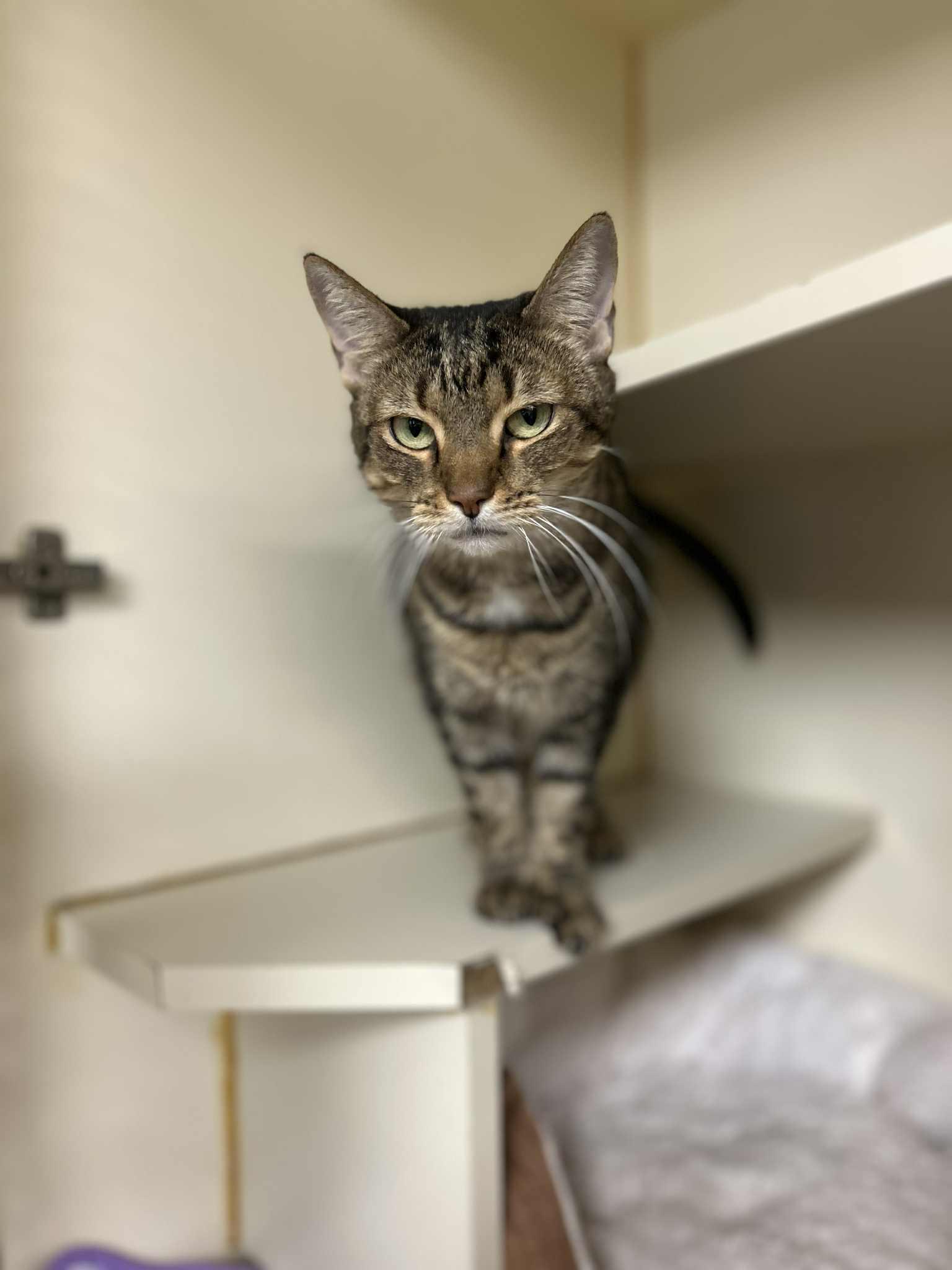 Be-Be, adoptable, Adult Female Domestic Short Hair.