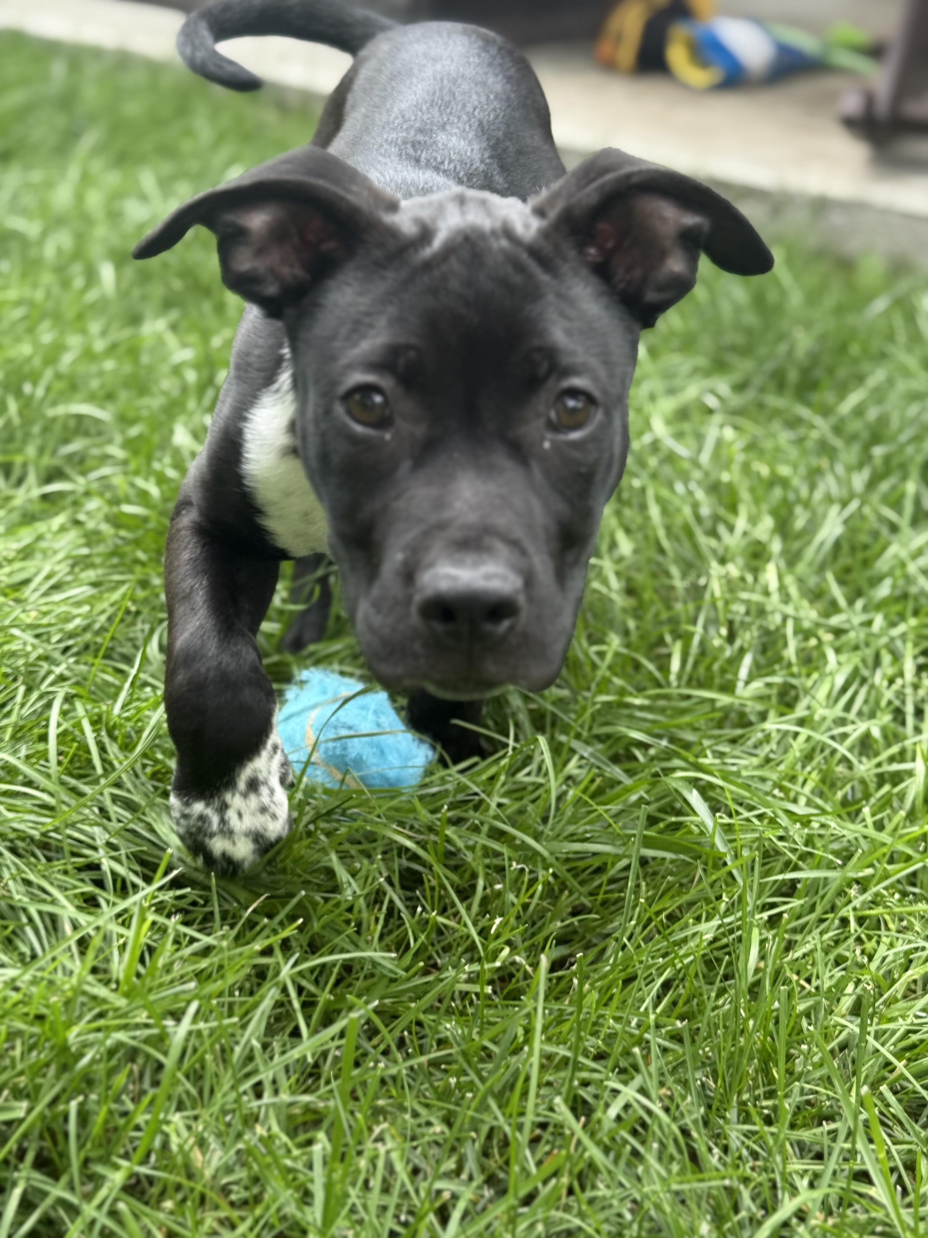 Gimlet, a Adoptable mixed breed in Evergreen, CO image 1/4