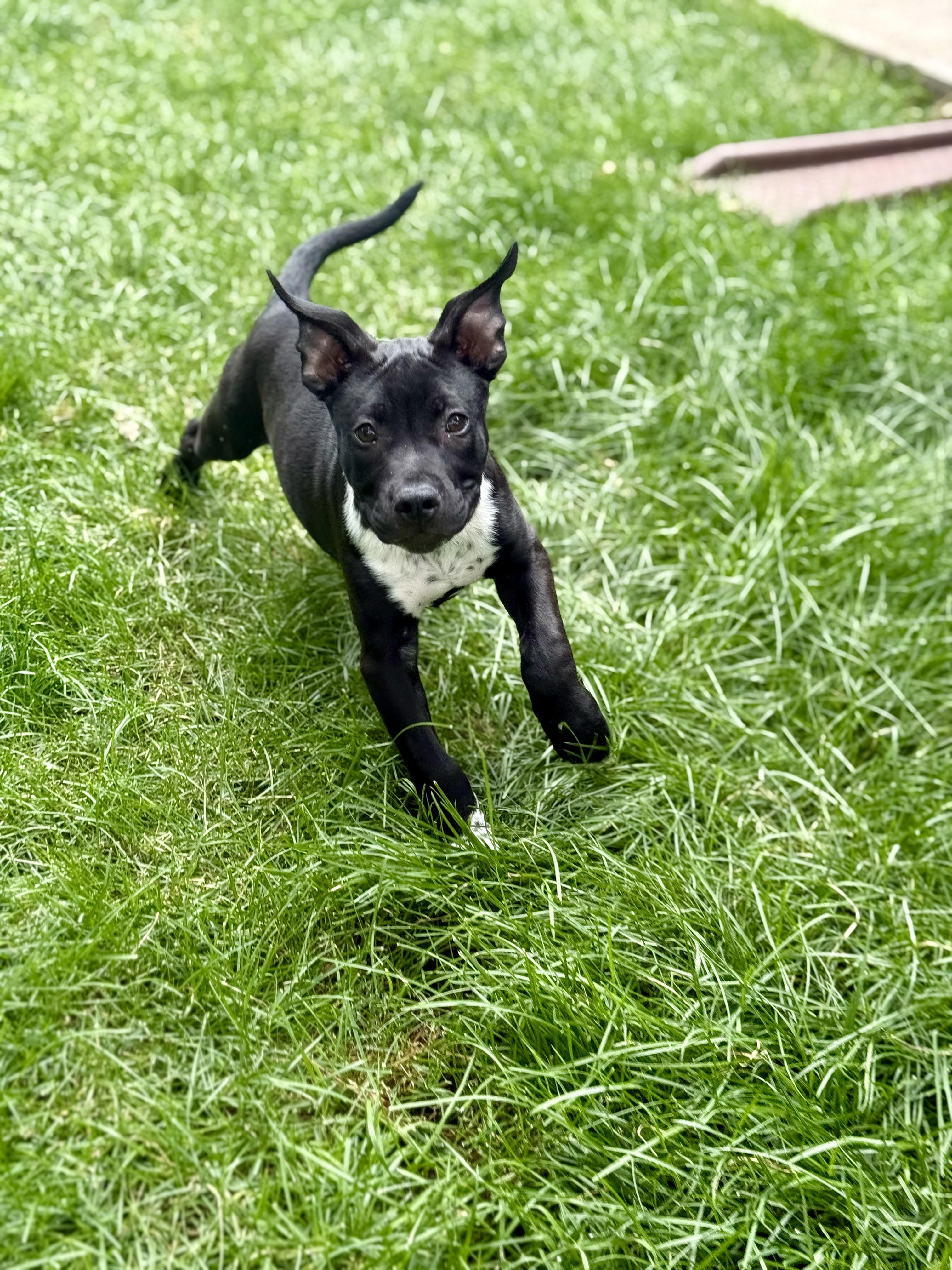 Gimlet, a Adoptable mixed breed in Evergreen, CO image 2/4