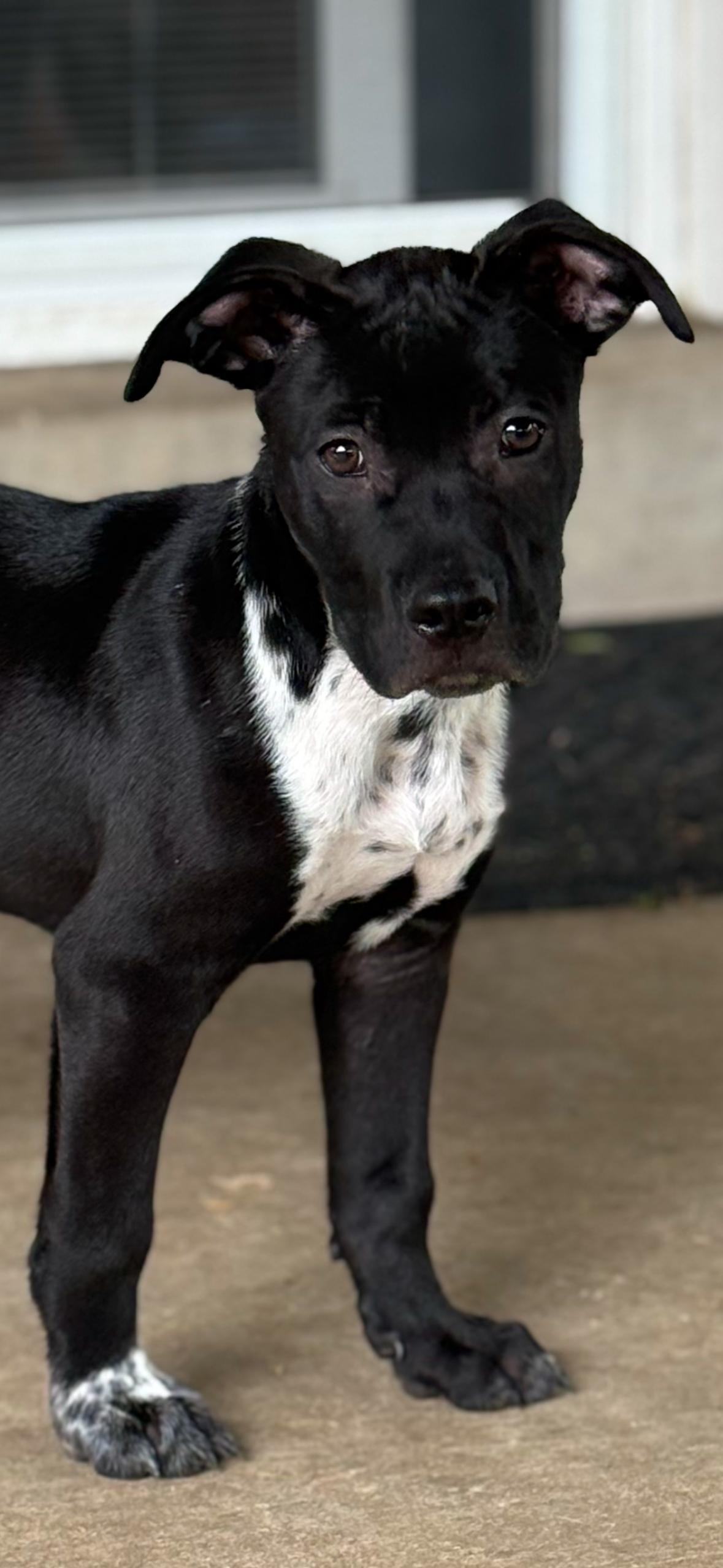 Gimlet, a Adoptable mixed breed in Evergreen, CO image 3/4